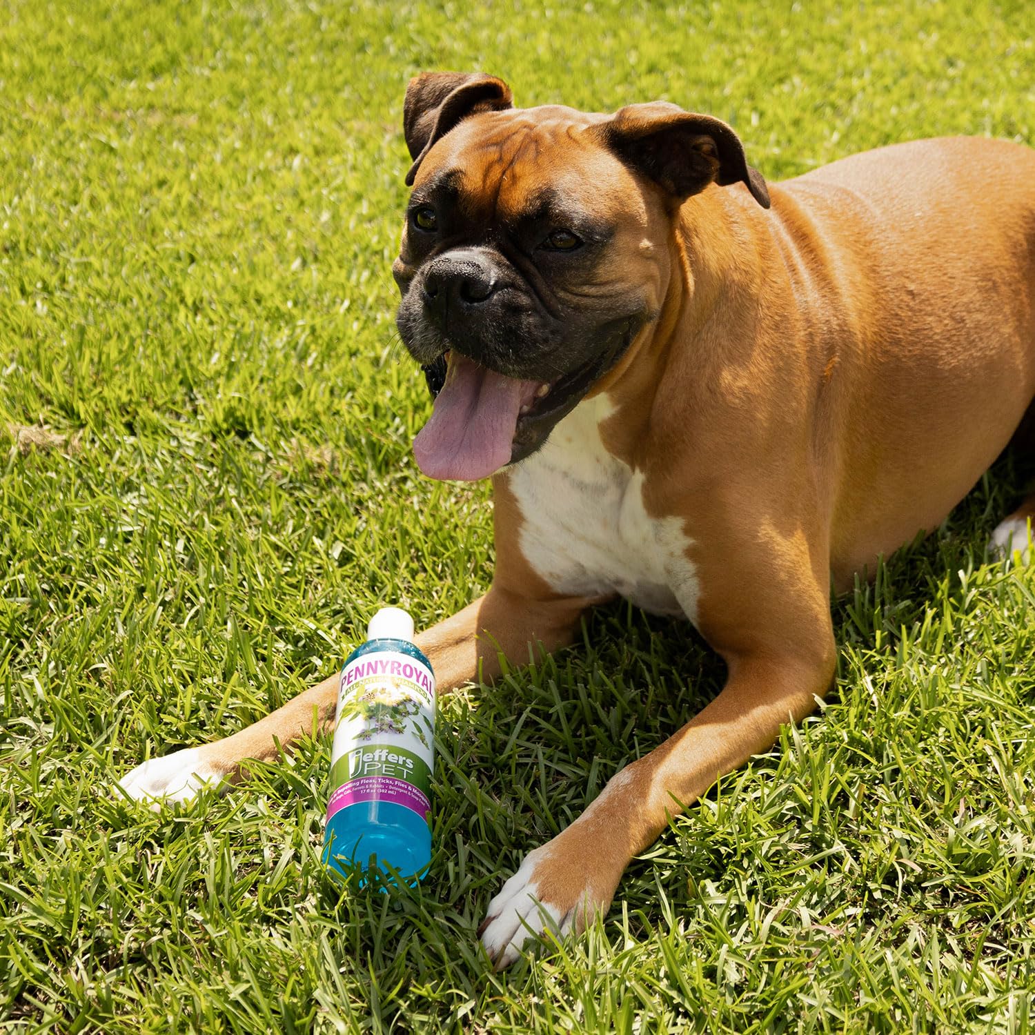 Jeffers Pet Pennyroyal Natural Shampoo For Dogs & Cats, Rabbits & Ferrets - Soap Free & Detergent Free, Fresh Mint Scent, Deep C