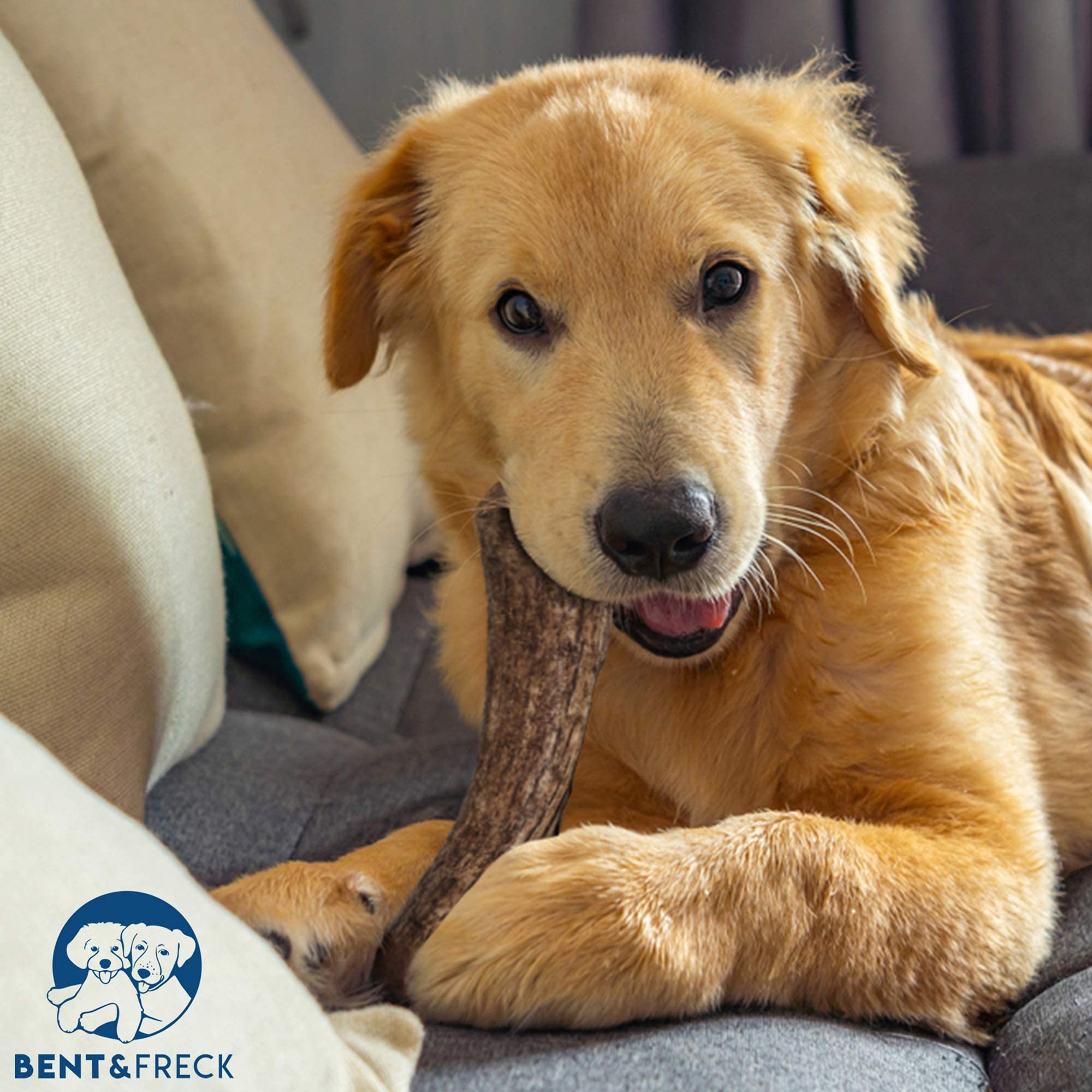 Antler Dog Chew From Pet Expertise, Gigantic 12-14'' Long, 1 Piece