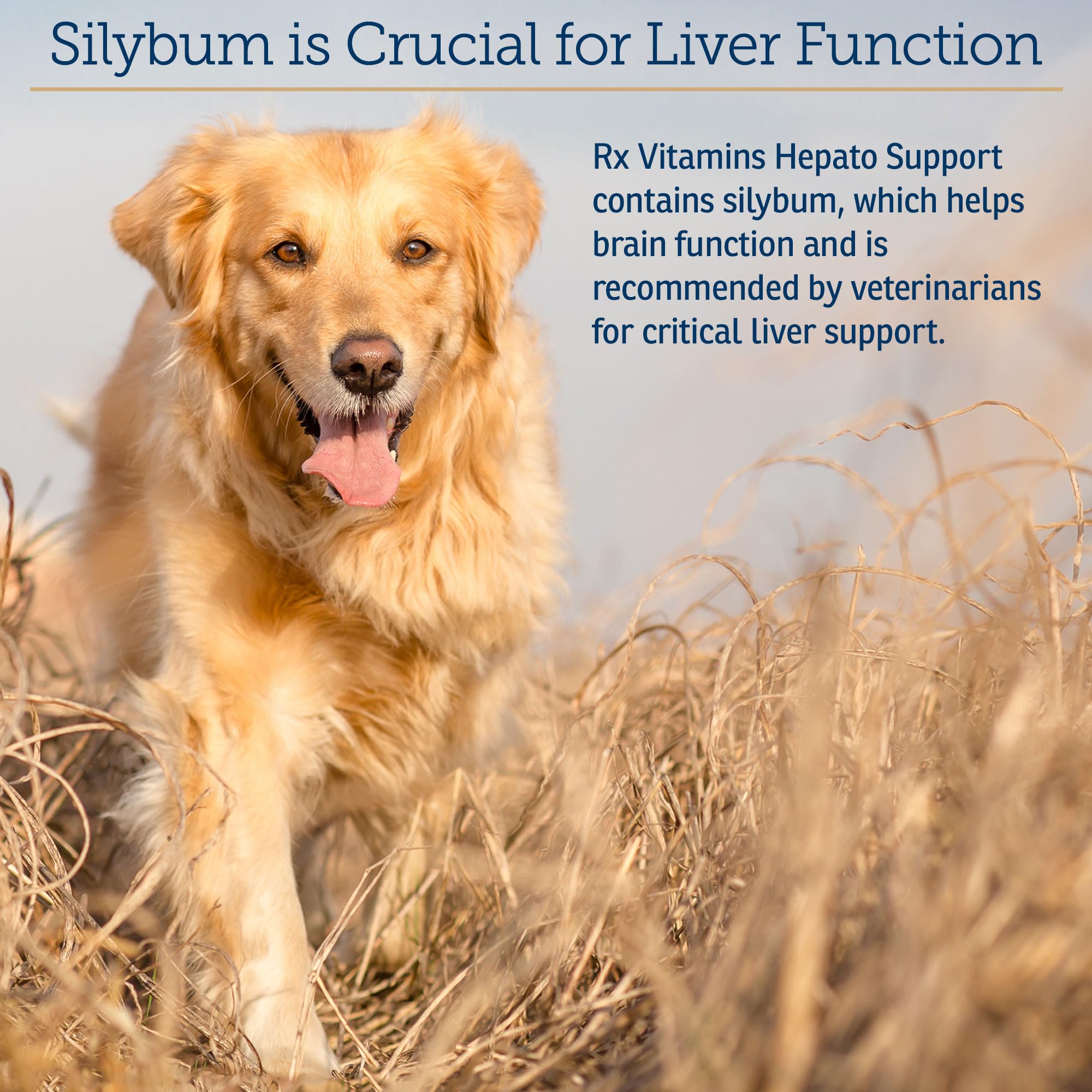 Rx Vitamins Liquid Hepato Support for Dogs & Cats - Liver Support Supplement with Milk Thistle for Dogs (Silymarin & Silybinin)