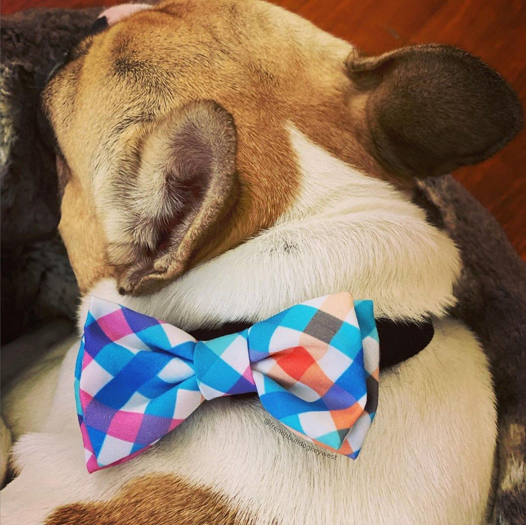 Huxley & Kent Bow Tie for Pets | Blue/Green Check (Extra-Large) | Easter Spring Bow Tie Collar Attachment | Fun Bow Ties for Dog