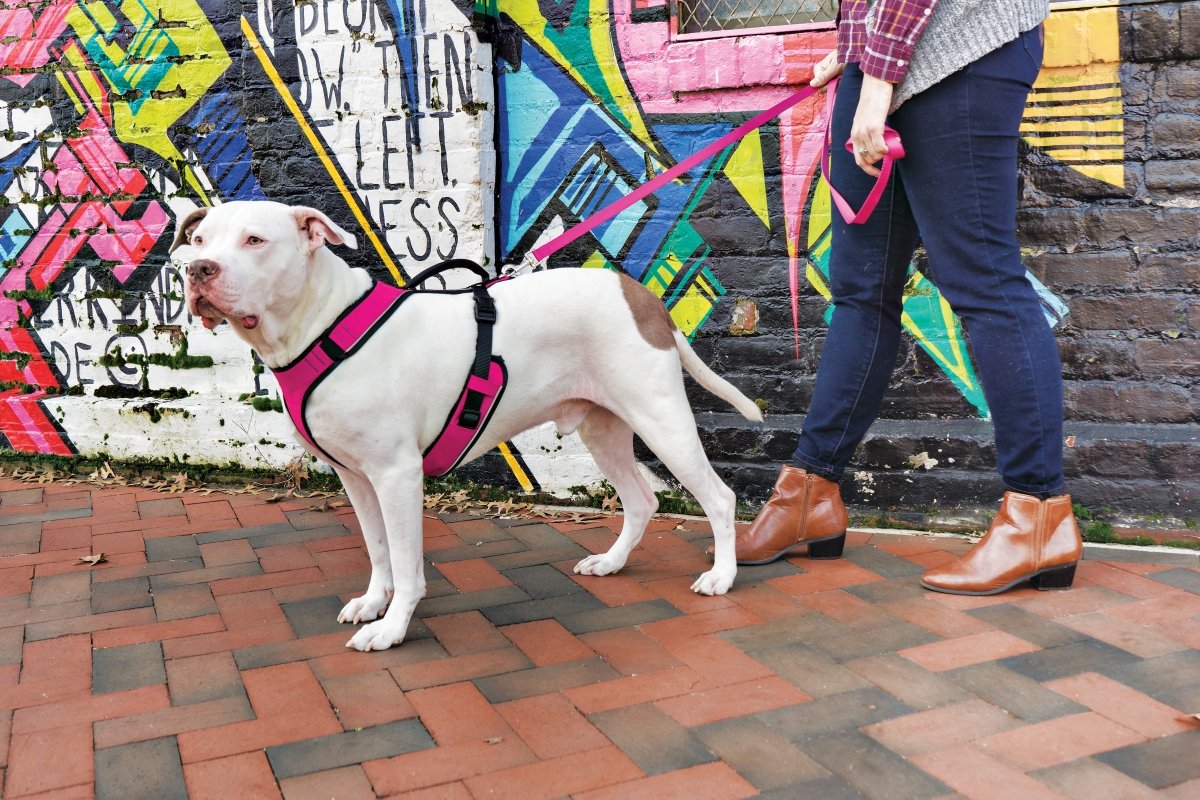 Petsafe Easysport Dog Harness – Adjustable, Padded Dog Harness With Control Handle And Reflective Piping – Large, Pink