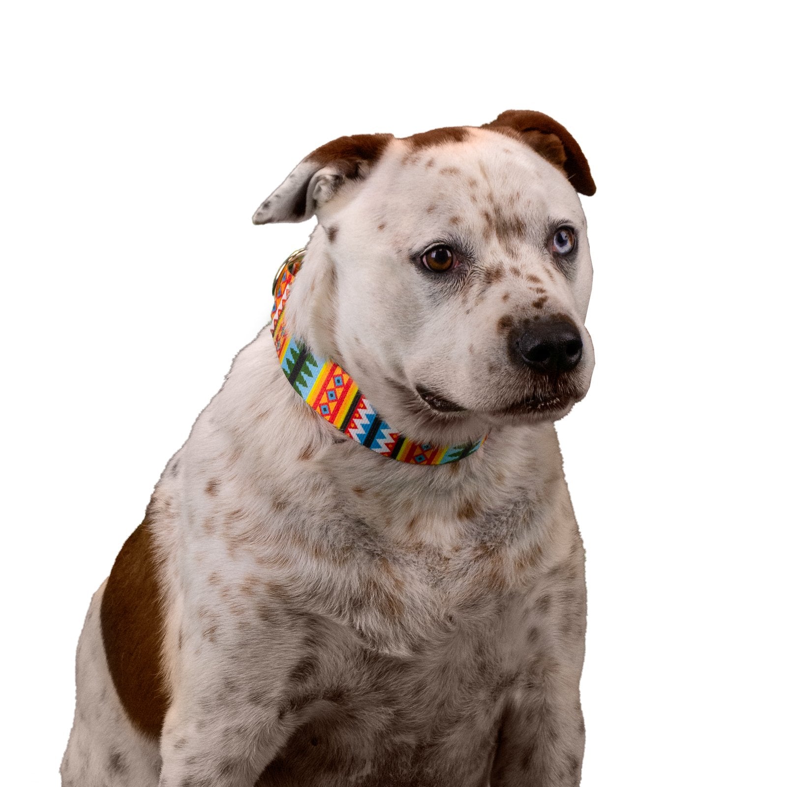 Country Brook Petz - Summer Pines Martingale Dog Collar - Country And Western Collection With 8 Rustic Designs (1 1/2 Inch, Extra Large)