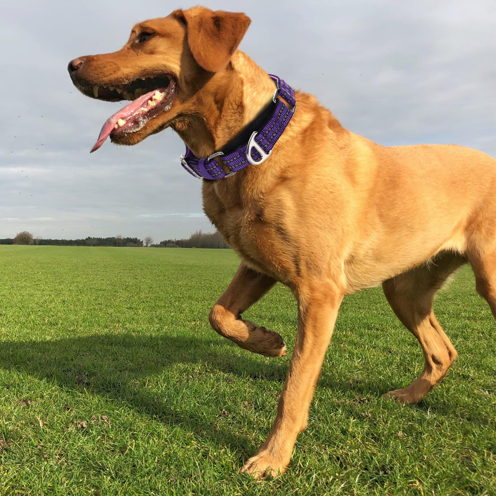 Martingale Collar For Large Dogs With No Buckle,Reflective Nylon Padded Comfort Safe Dog Collar For Training,Nighttime Walking &