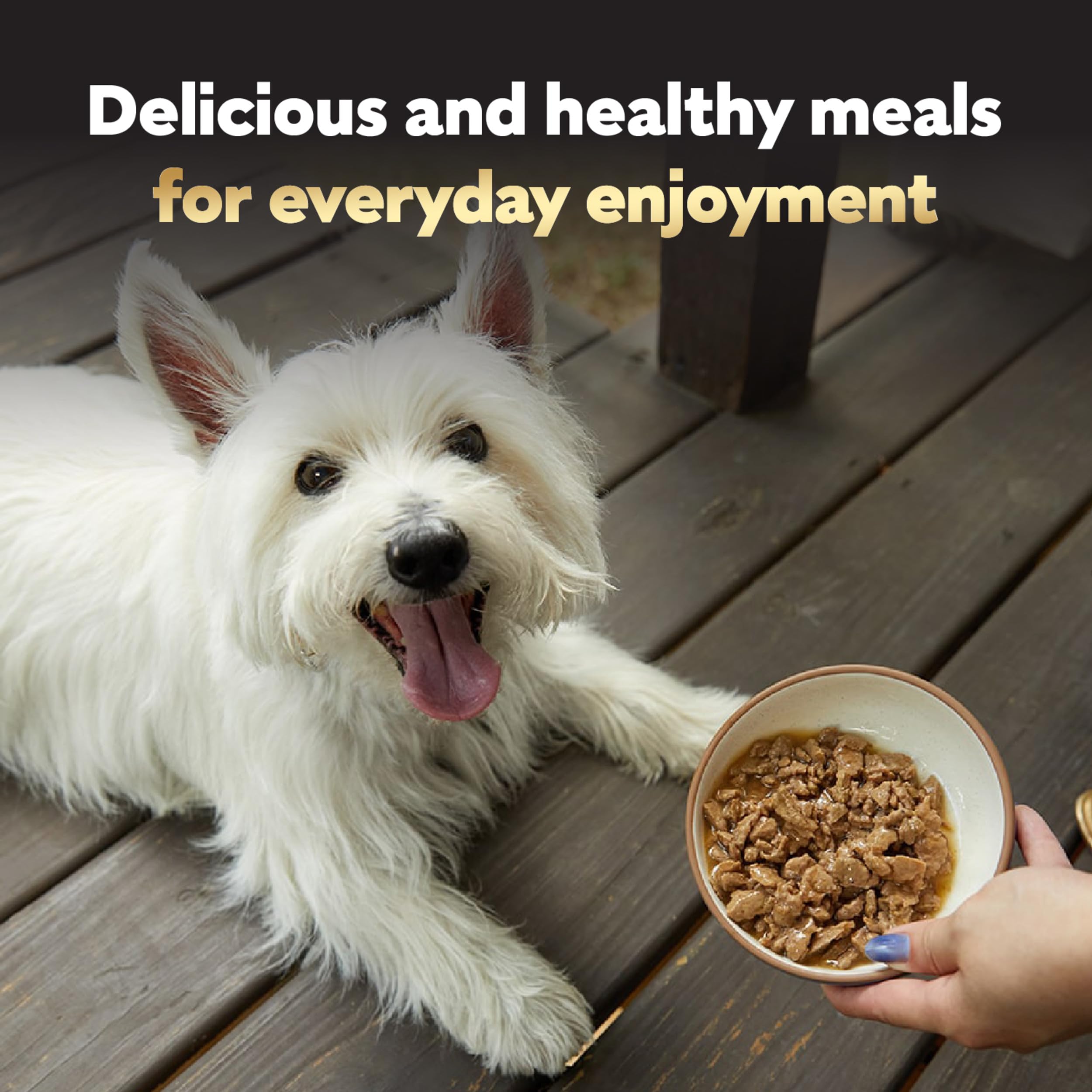 Cesar Filets in Gravy Adult Wet Dog Food, Rotisserie Chicken Flavor, 3.5 oz. (24 Count, Pack of 1)