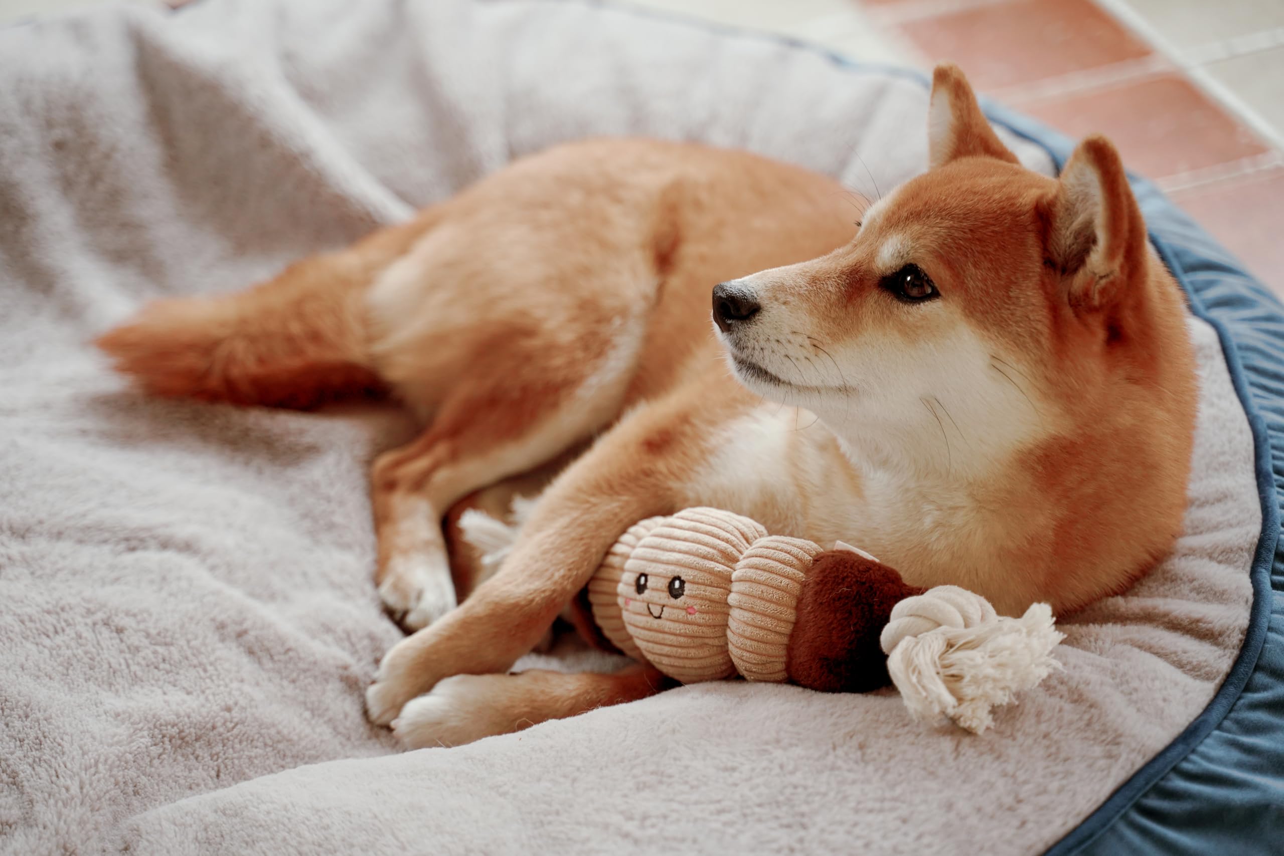 Puffy Crew Squeaky Dog Plush Toy, Bakery Bite_Stick Collection, 12, For Various Sized Dogs (Croissant, Large)