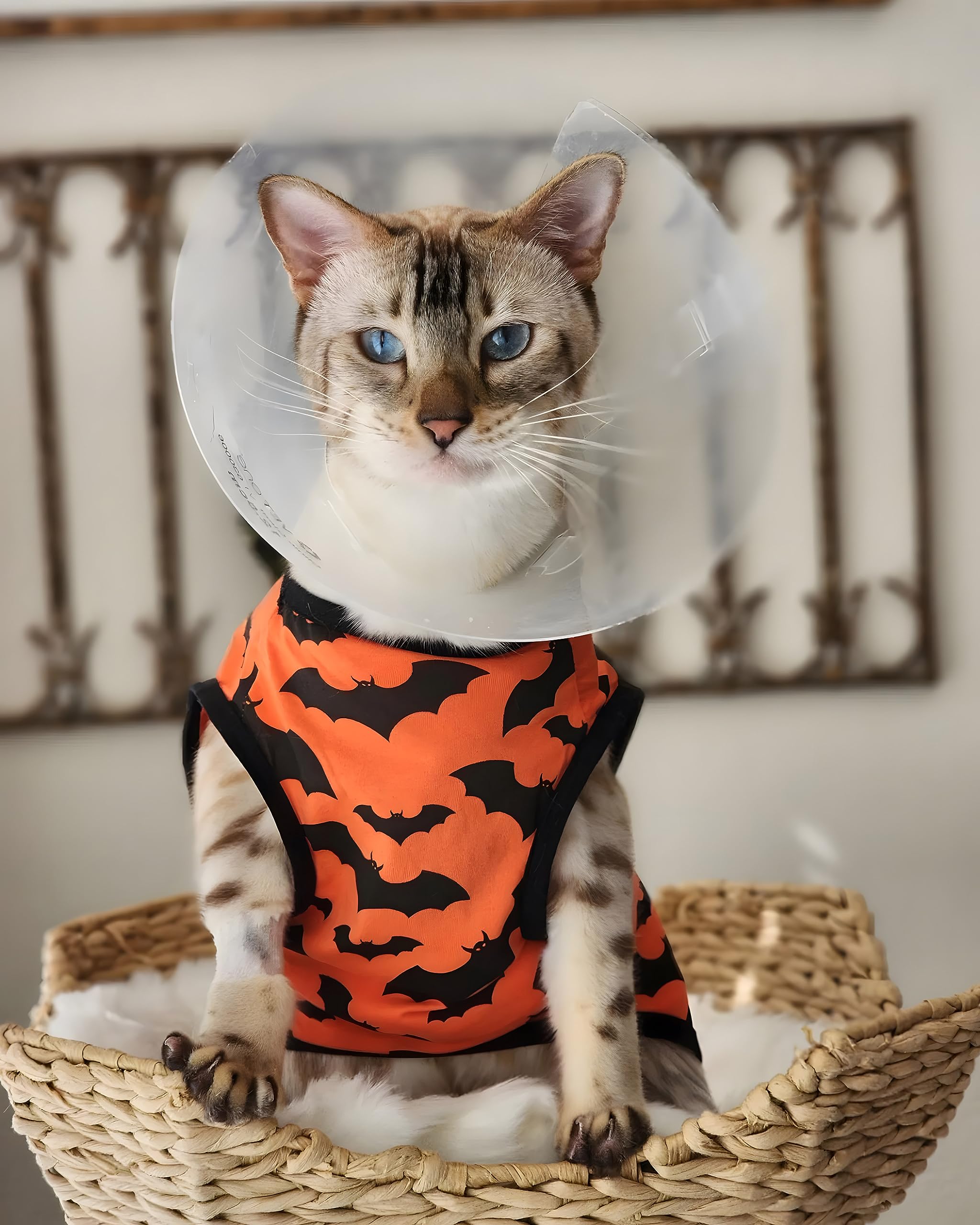 Fitwarm 100% Cotton Halloween Dog Clothes Scary Bat Dog Costumes Doggie Shirts Puppy Shirt Pet Vest Tank Top Cat Tee Orange Medi