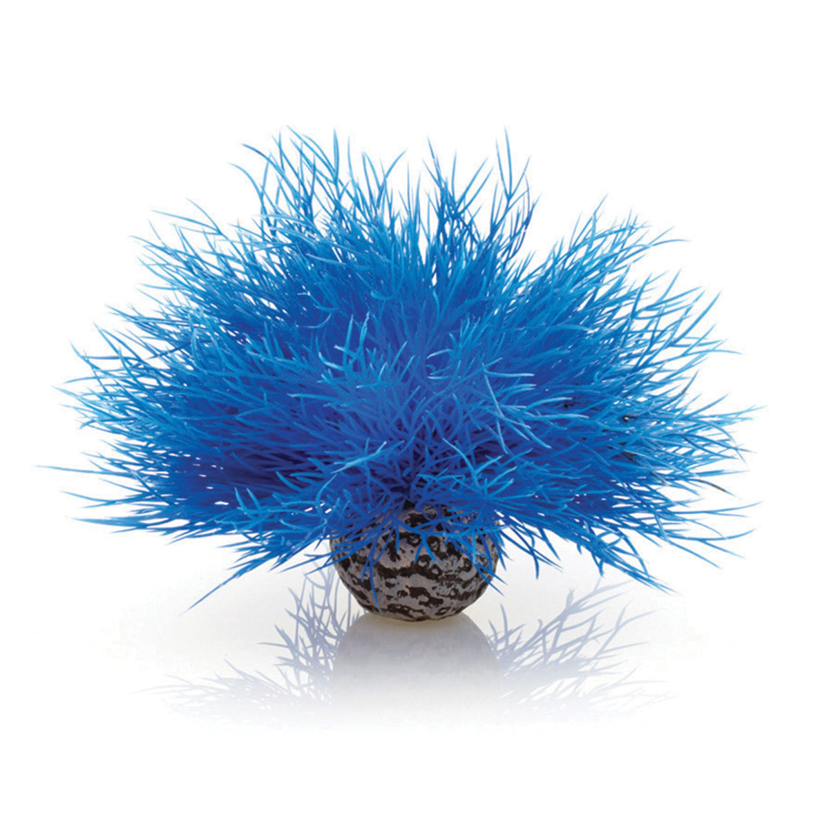 Sea Lily Blue