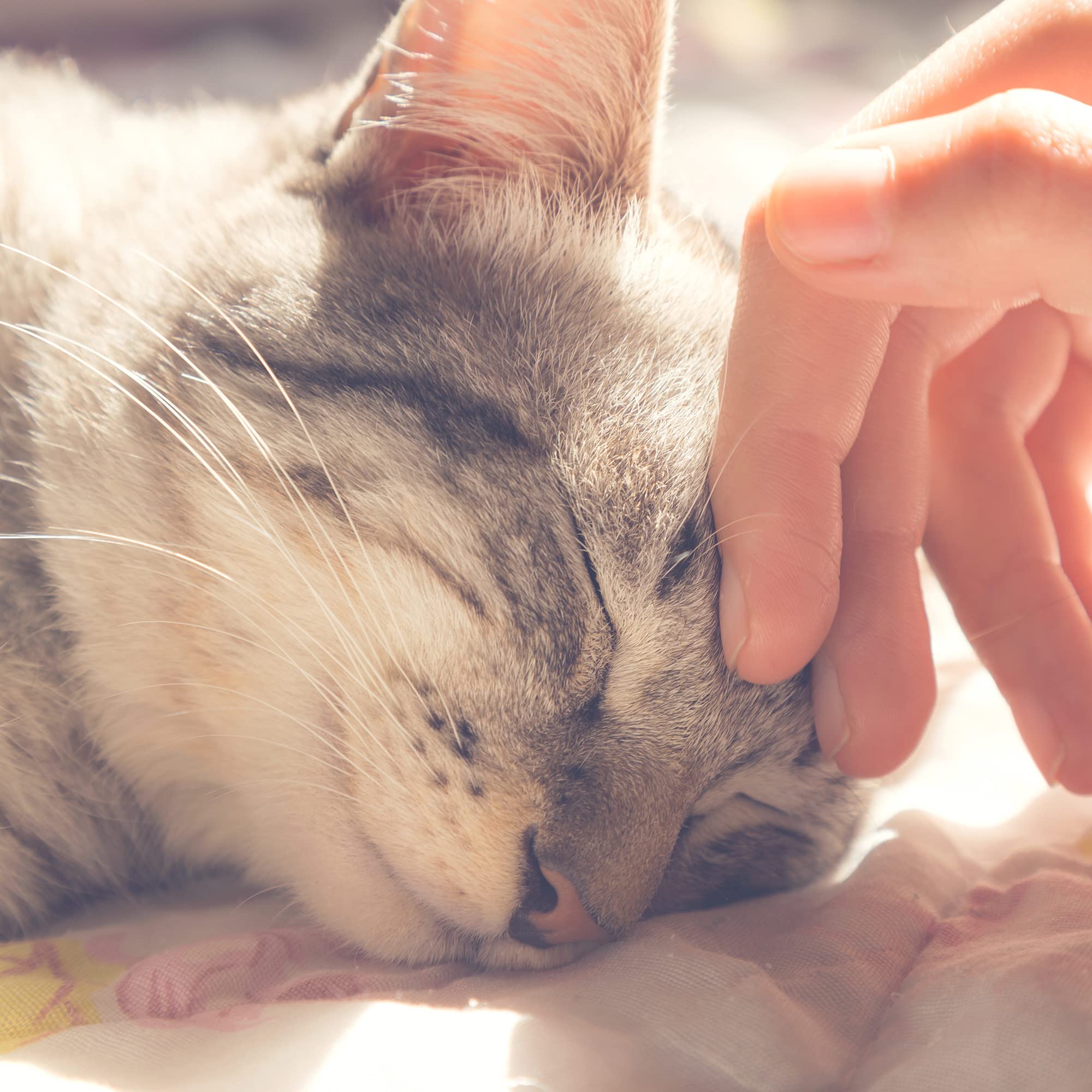 Cat Pet Bed Cave- Indoor Enclosed Covered Cavern/House For Cats Kittens And Small Pets With Removable Cushion Pad By Petmaker, Gray/Black Animal Print 13X12X12