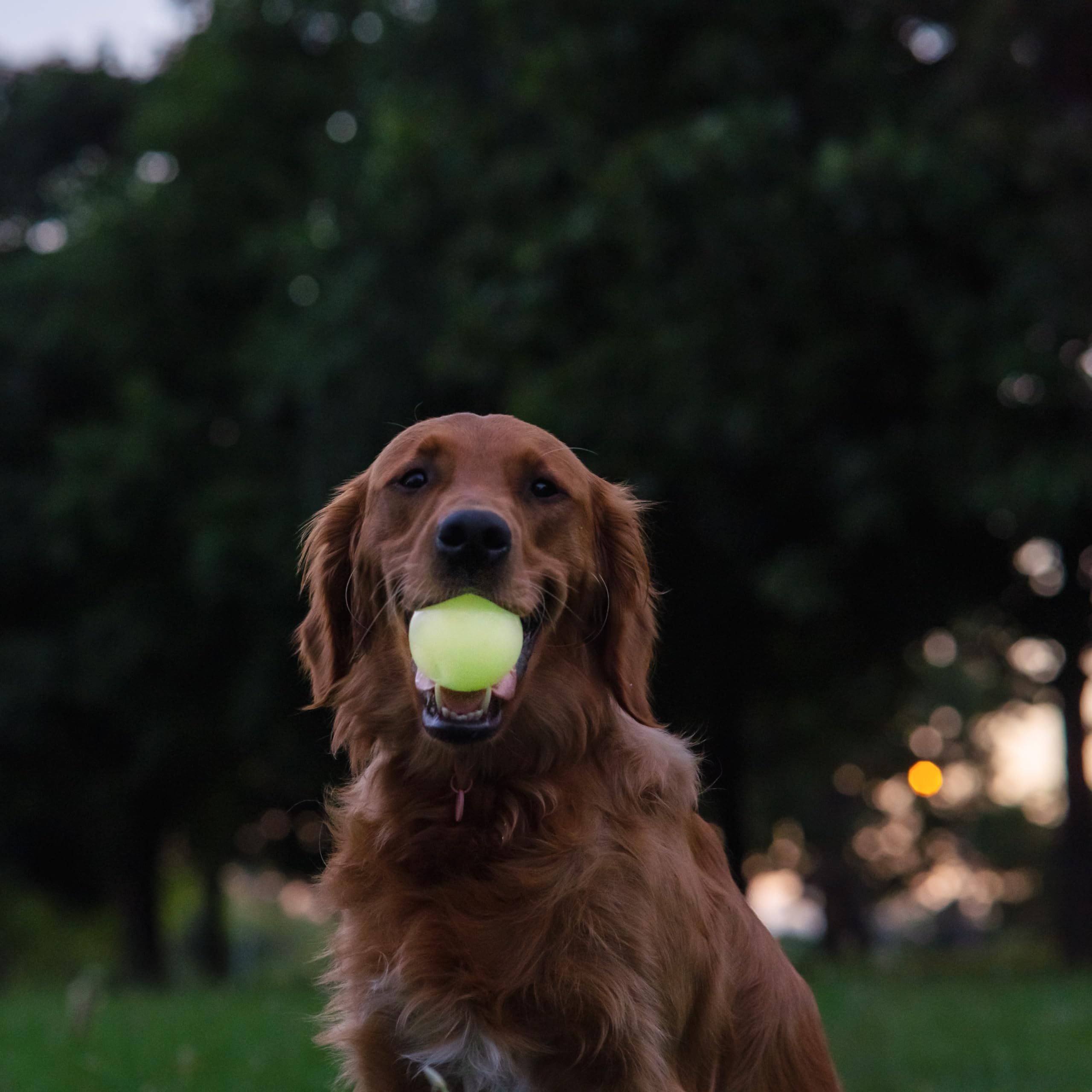 Harry Barker Rubber Balls And Rubber Chew Stick, Rubber Bone For Dogs - 2.5'' Glow Balls