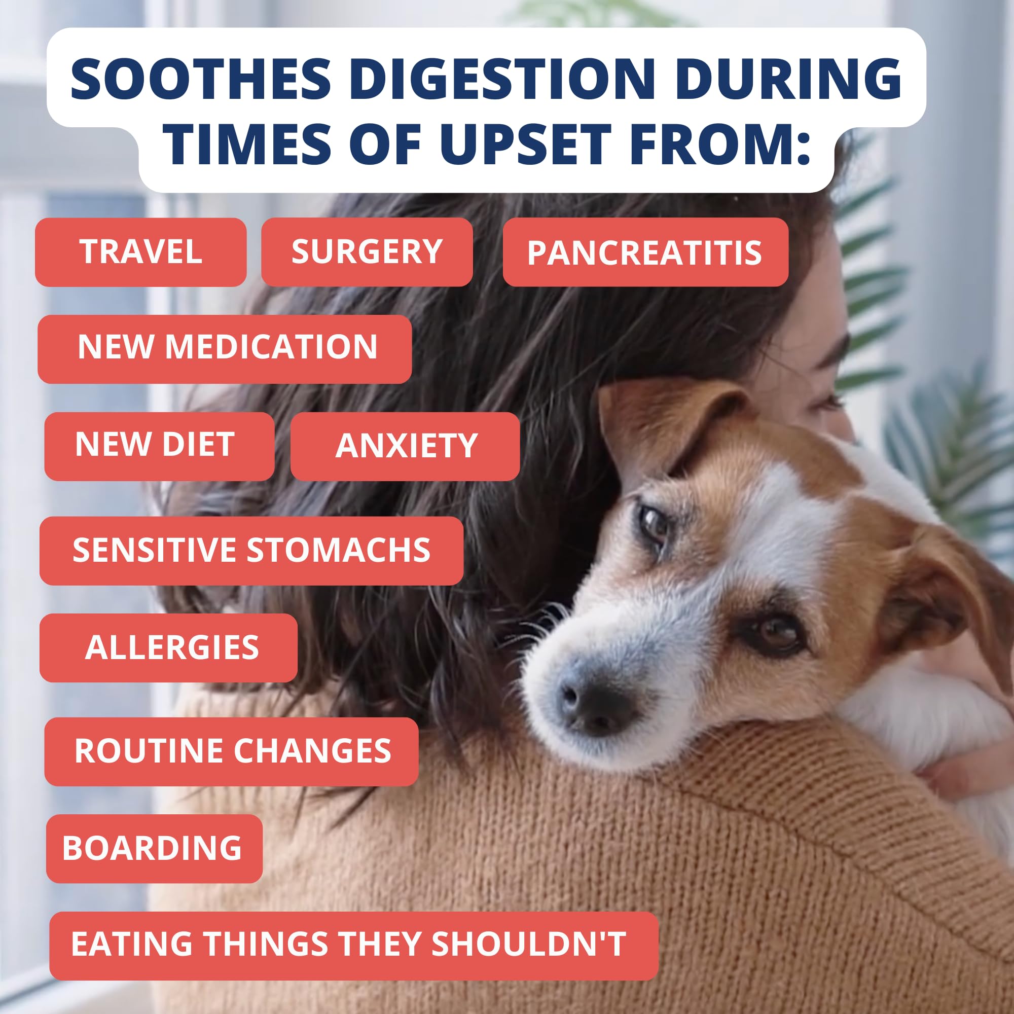 Under the Weather Bland Diet for Dogs | Easy to Digest Stomach Support for Sick Dogs | Contains Electrolytes, All Natural | 2 Pa