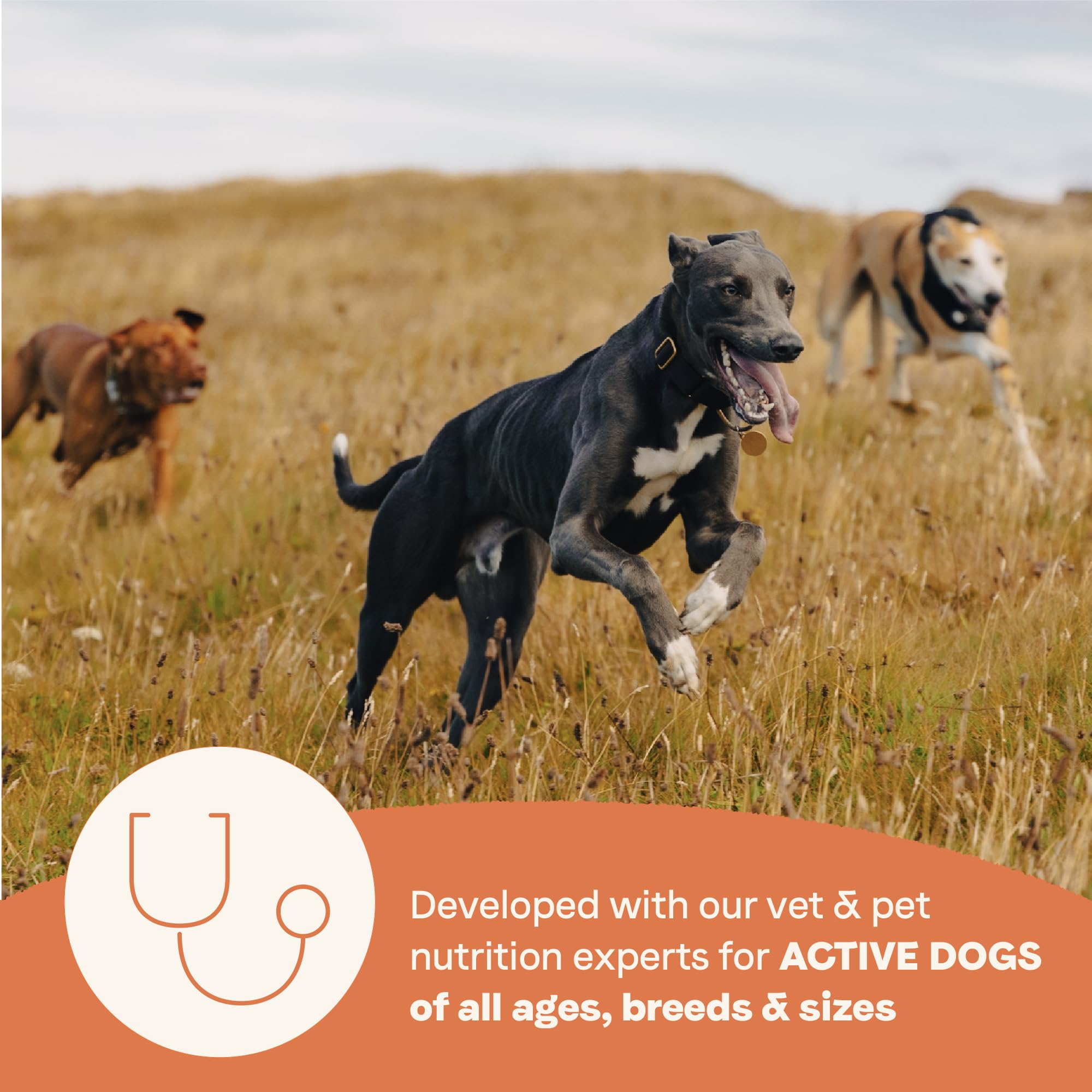 Canidae All Life Stages High Protein Multi-Protein Recipe with Chicken, Turkey, Lamb, and Fish - Premium Dry Dog Food for All Ag