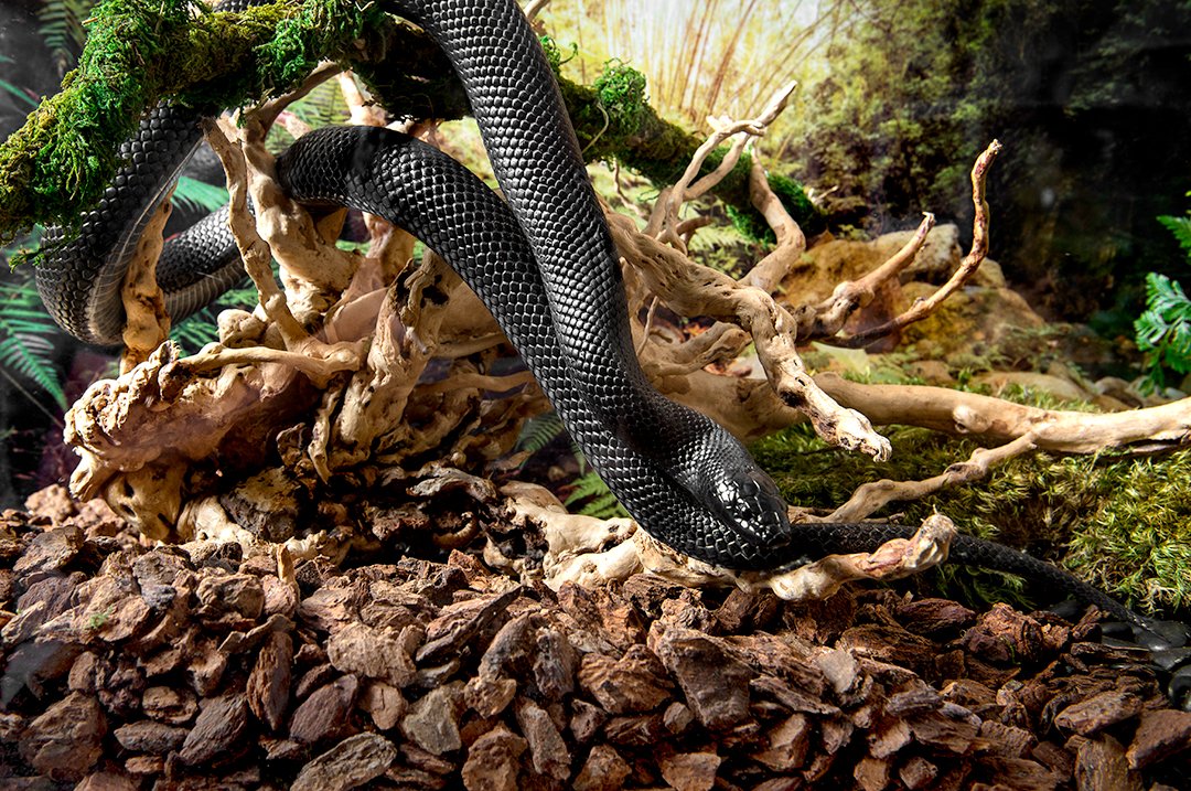 Supermoss Galápagos (05024) Jurassic Fir Bark Bedding, 8-Quart, Natural