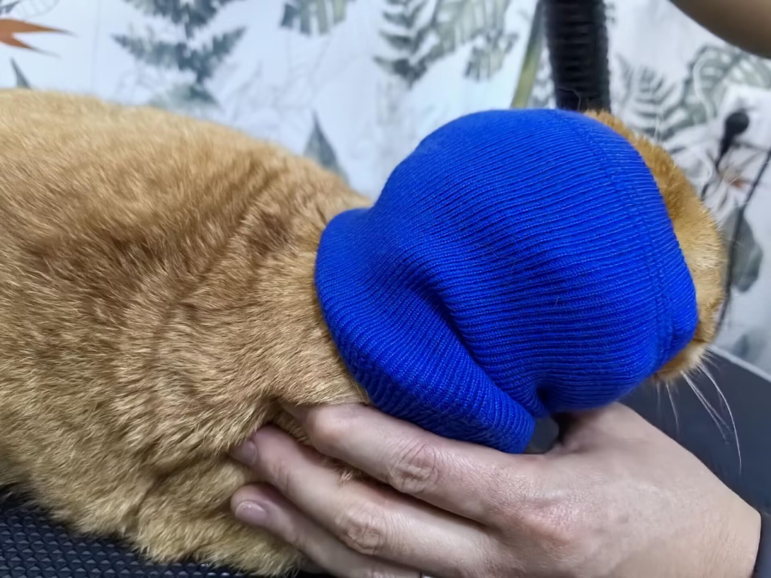 Ddfs Cat Ear Cover Head Wrap (2 Pack), Ear Wrap Cat L Headband Ears Head Scarf Ear Wrap For Cats Grey+Purple S