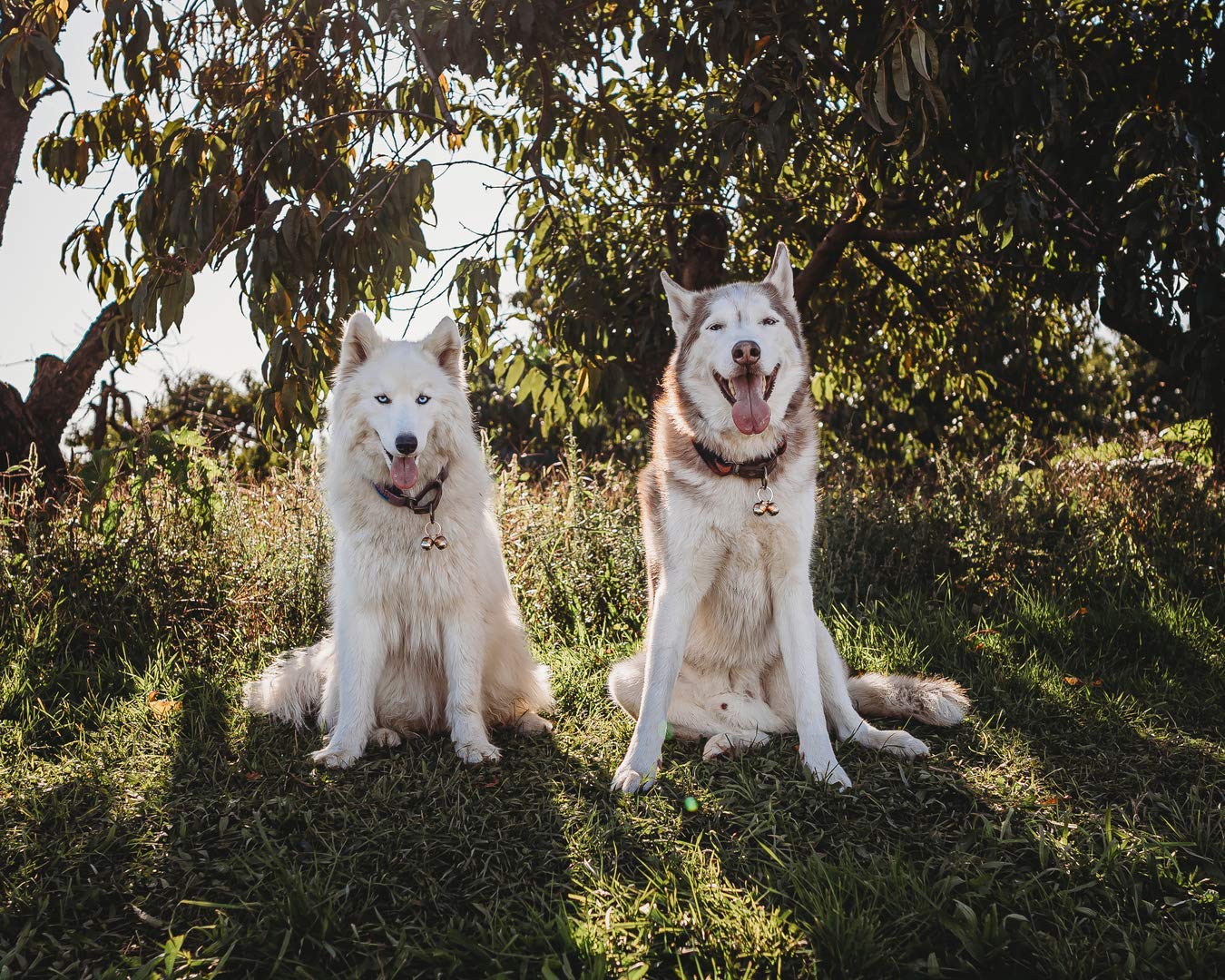 Beau'S Bells 2 Extra Loud Cat & Dog Bells | Pet Tracker | Save Birds & Wildlife | Luxury Handmade Copper (Large)