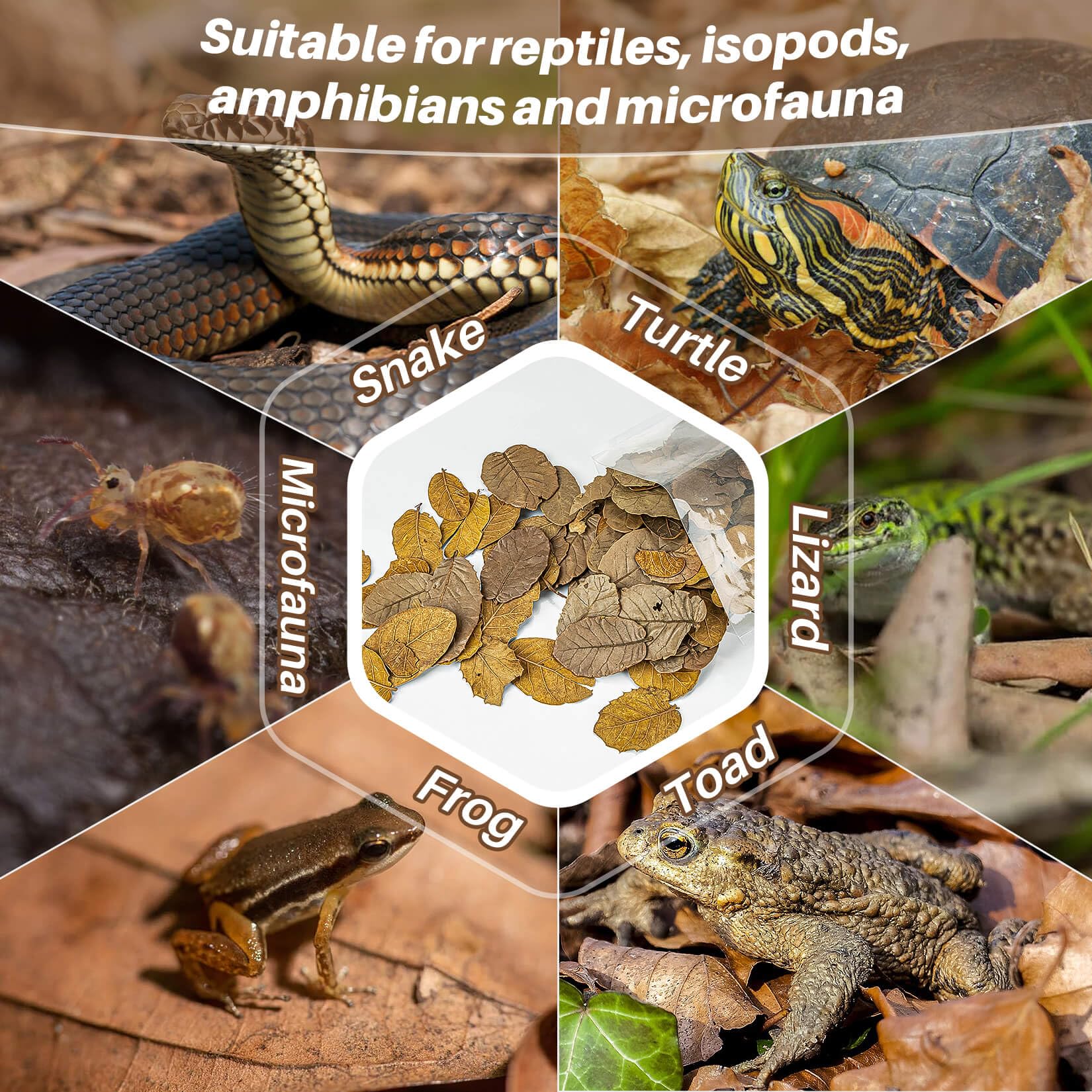 MAQIHAN 4.9 OZ Dry Oak Leaf Litter - Leaf Litter for Reptiles Oak Leaves for Isopods Live Substrate for Snakes; Frogs; Isopods;