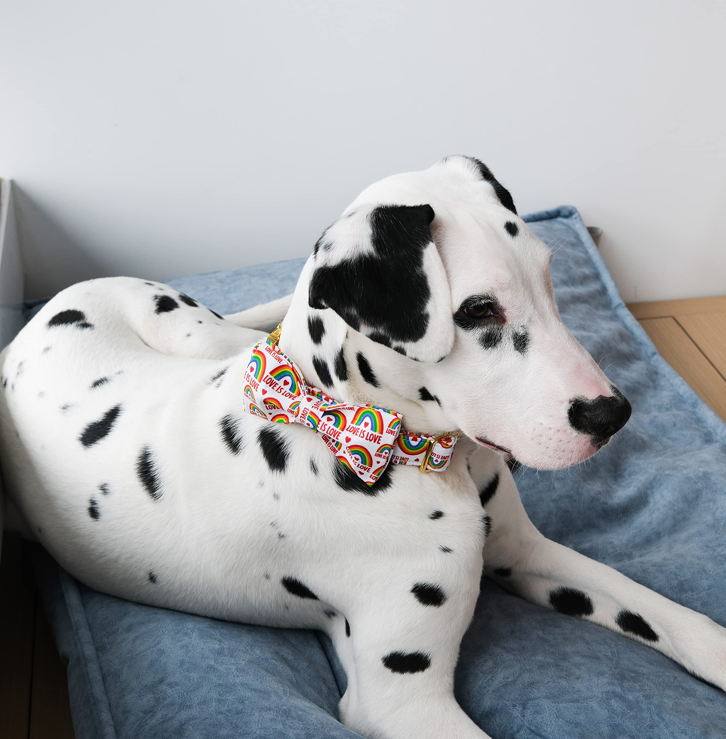 Unique Style Paws Pride Day Rainbow Dog Collar, Love Is Love Best For Small Medium Large Boys Girls Dogs