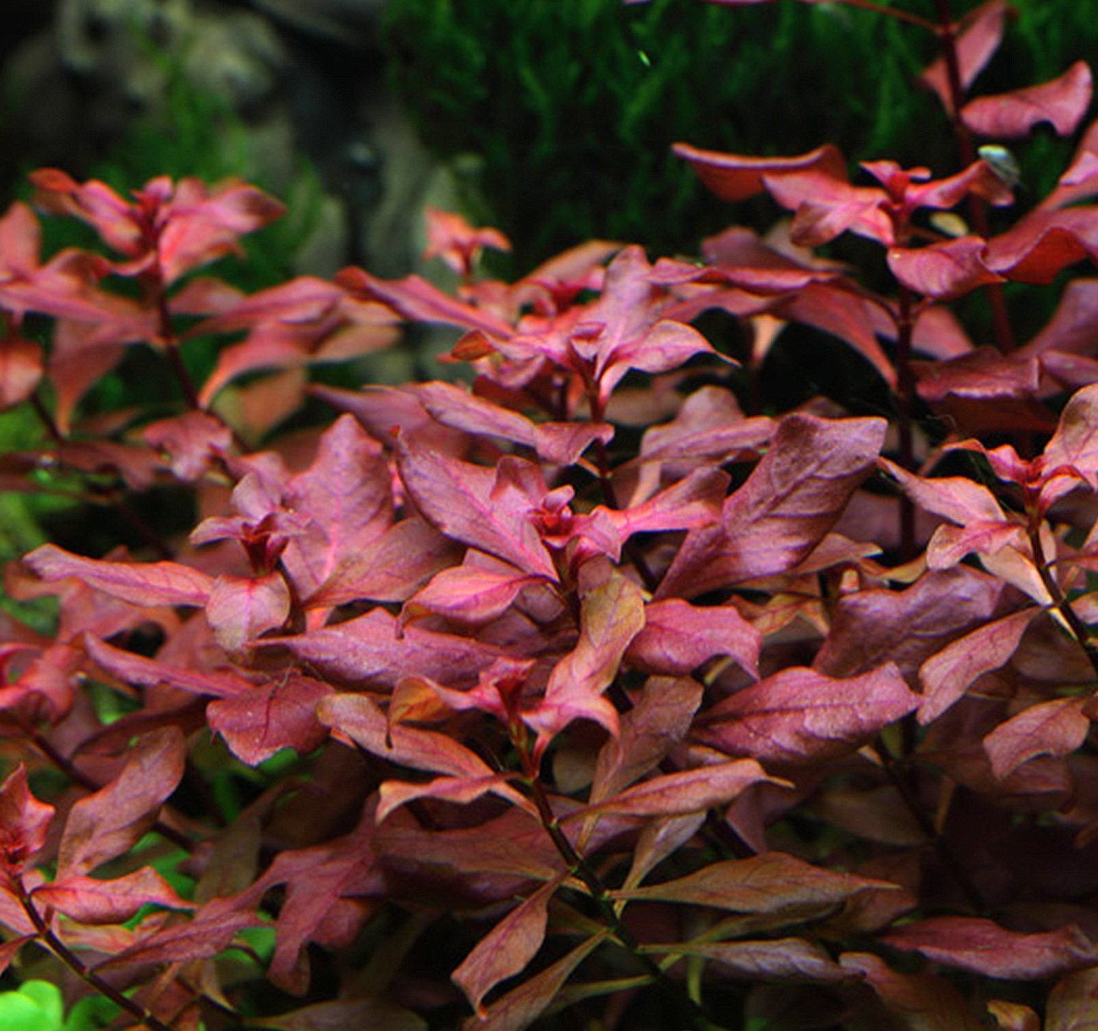 New Ludwigia sp. Mini Super Red Live Aquarium Freshwater Plants Rare Repens Rubin