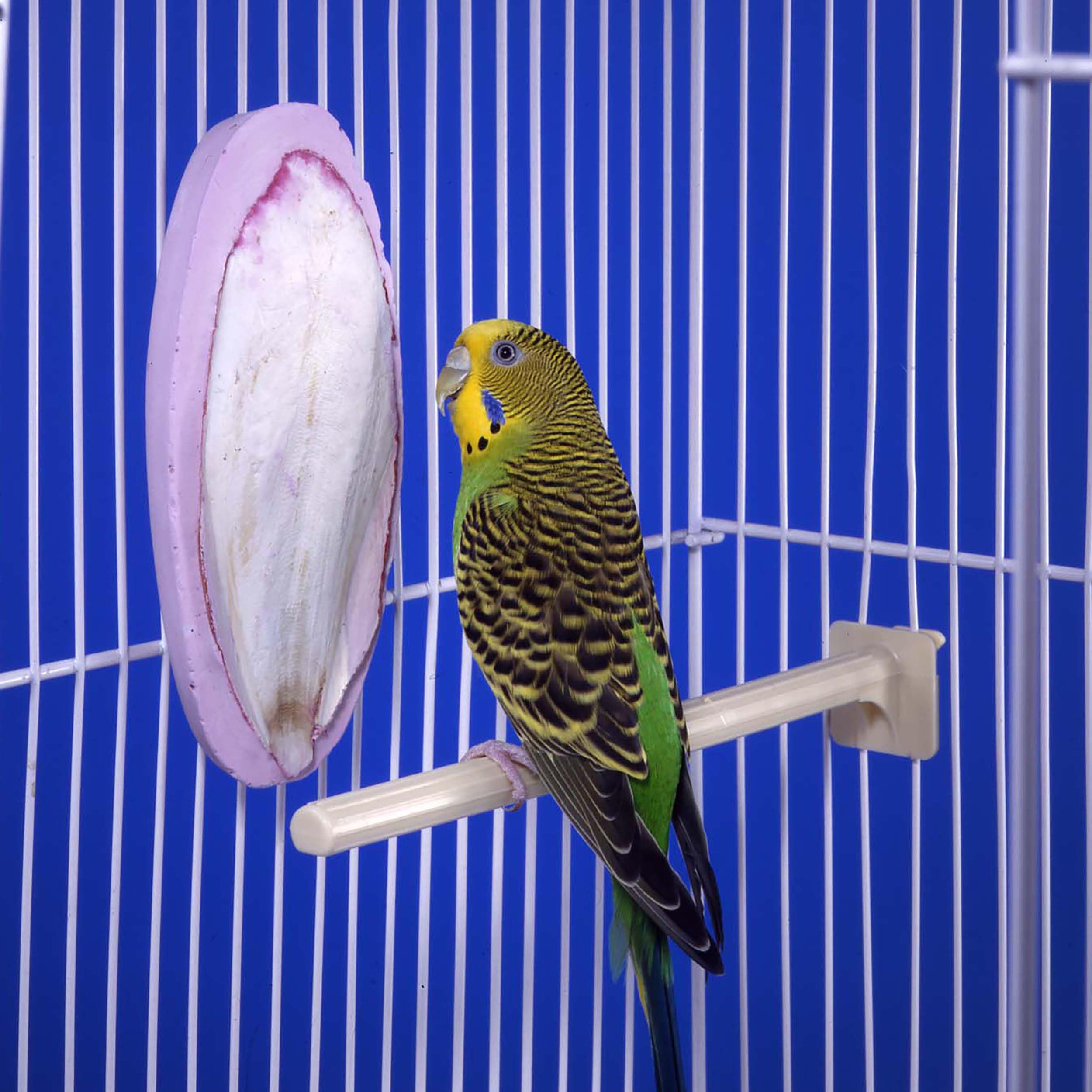 Penn-Plax Bird-Life 2-in-1 E-Cuttlebone & Mineral Block - Berry Flavor - Great for All Birds - 1 Pack