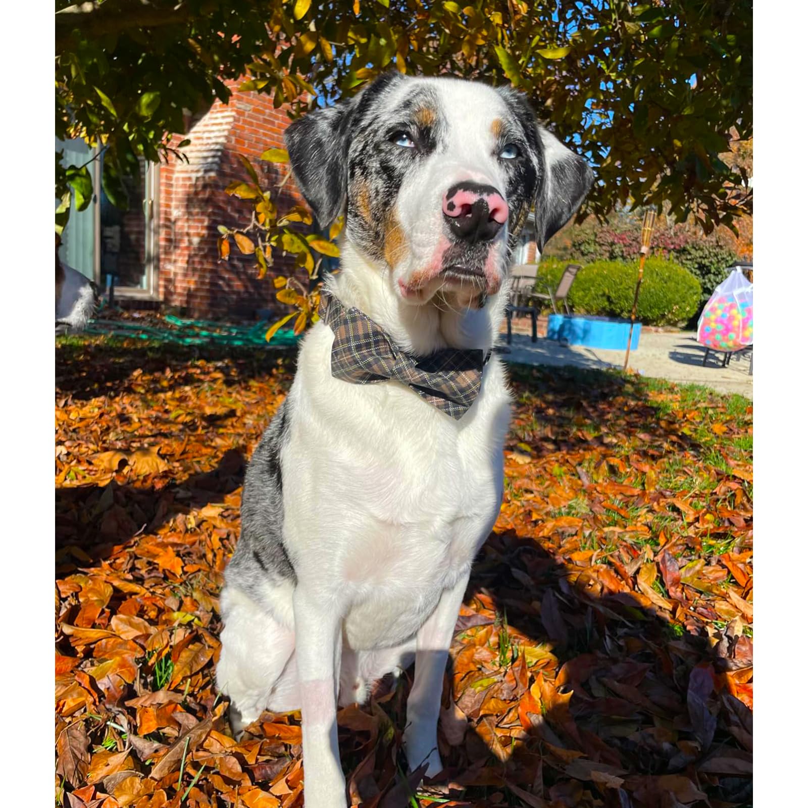 Lionheart Glory Premium Plaid Dog Collars, Bowtie Dog Collar, Adjustable Heavy Duty Dog Collar With Bow For Xlarge Dogs