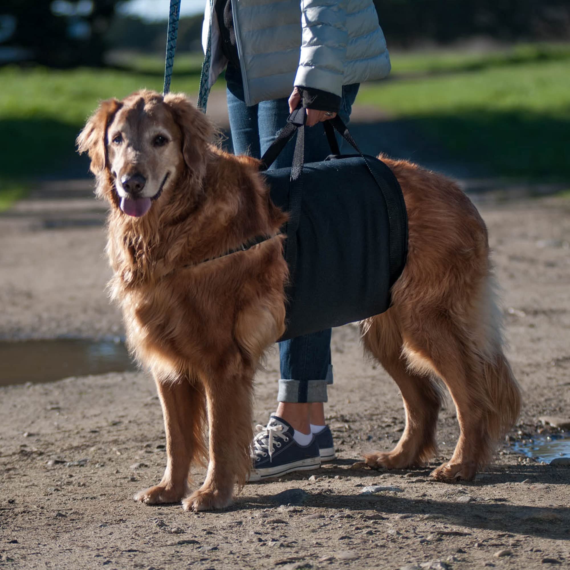 Walkabelly Support Sling, Easy-To-Use Belly Harness For Daily Mobility, Stop Straining To Lift Your Pet, Quick-Lift Original Design By Walkabout Harnesses (Xs Walkabelly)