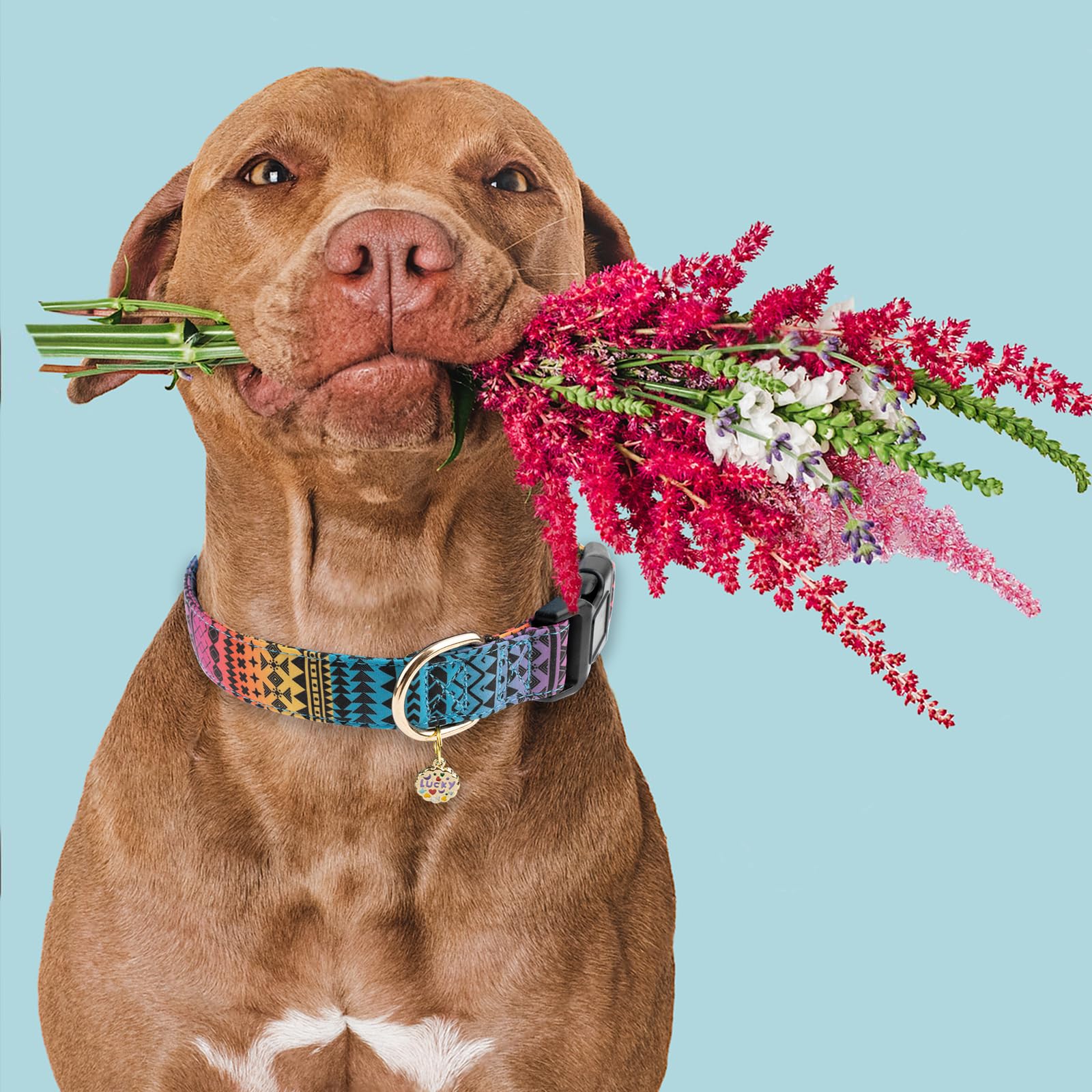 Faygarsle Bohemian Geometric Pattern Dog Collar For Small Medium Large Boys Girls Dogs M