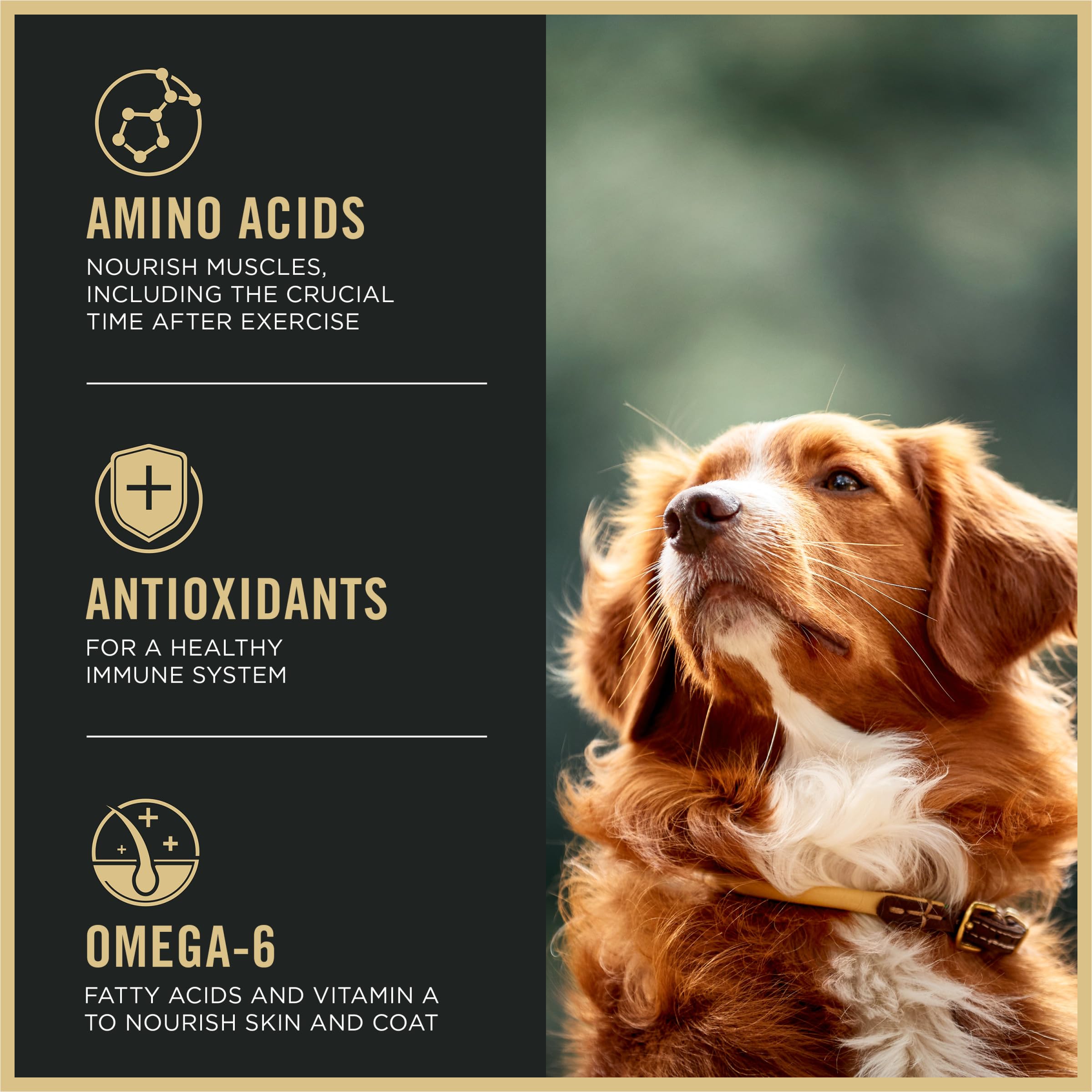 Purina Pro Plan Active, High Protein Dog Food, SPORT 27/17 Chicken & Rice Formula - 37.5 lb. Bag