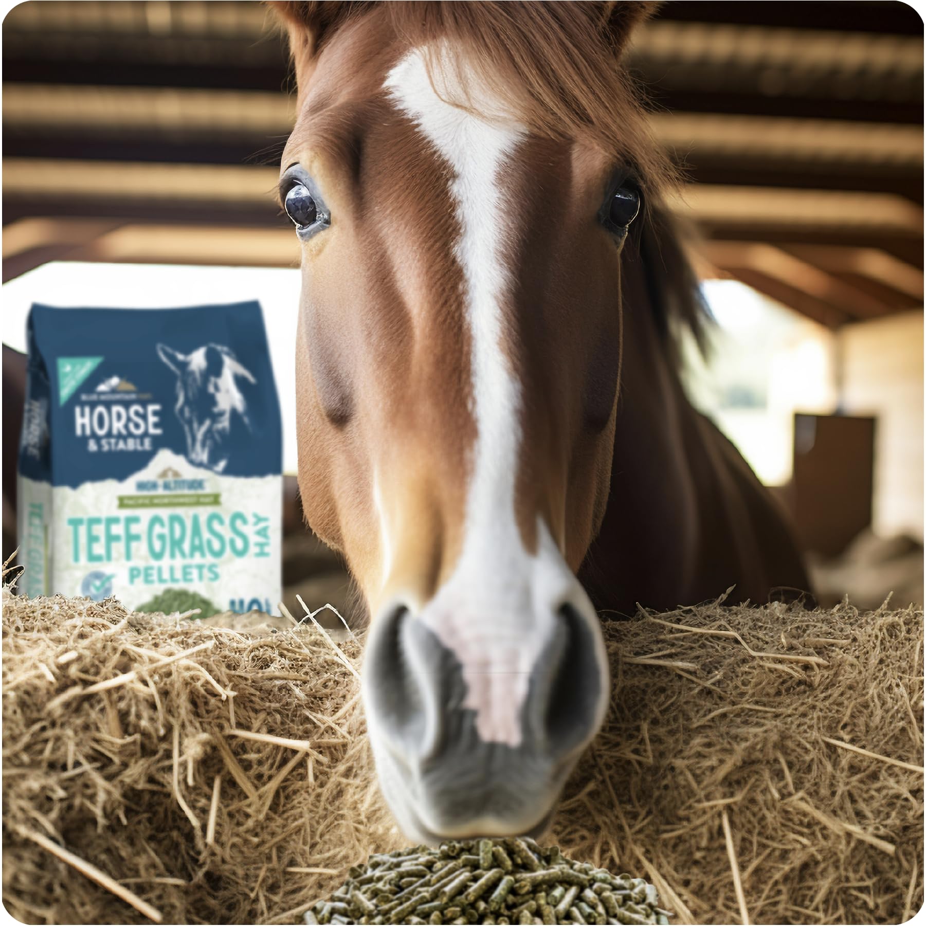 Blue Mountain High Altitude Horse Hay Pellets | Ultra Premium Alfalfa, Timothy, Orchard, Teff Hay | Nutrient Dense | Cattle, She