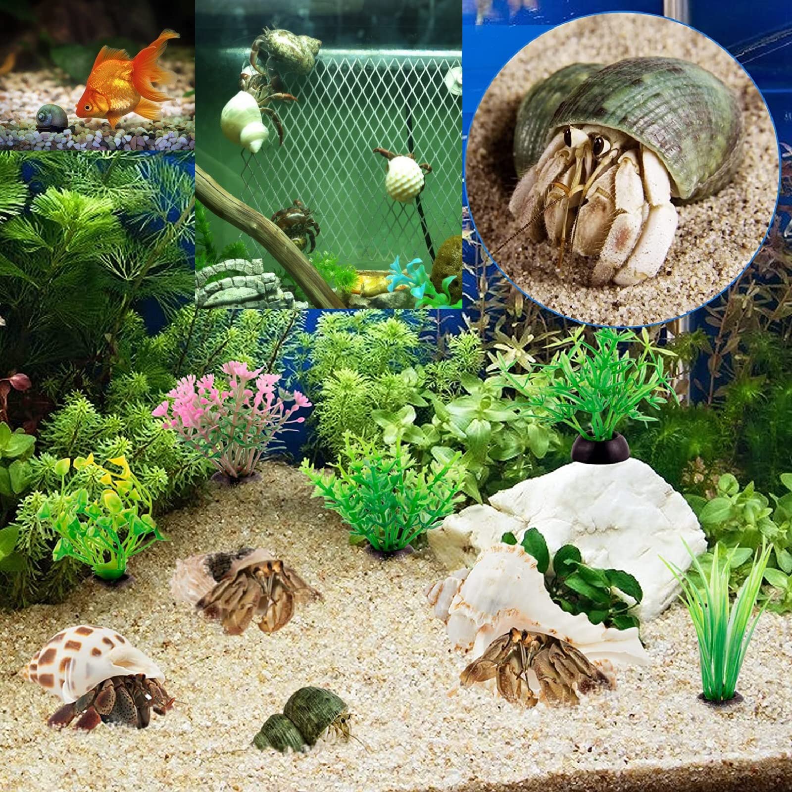 15Pcs Hermit Crab Shells (7 Types) Natural Hermit Crab Shells, For Small To Large Hermit Crab Turbo Shells Hermit Crab Supplies