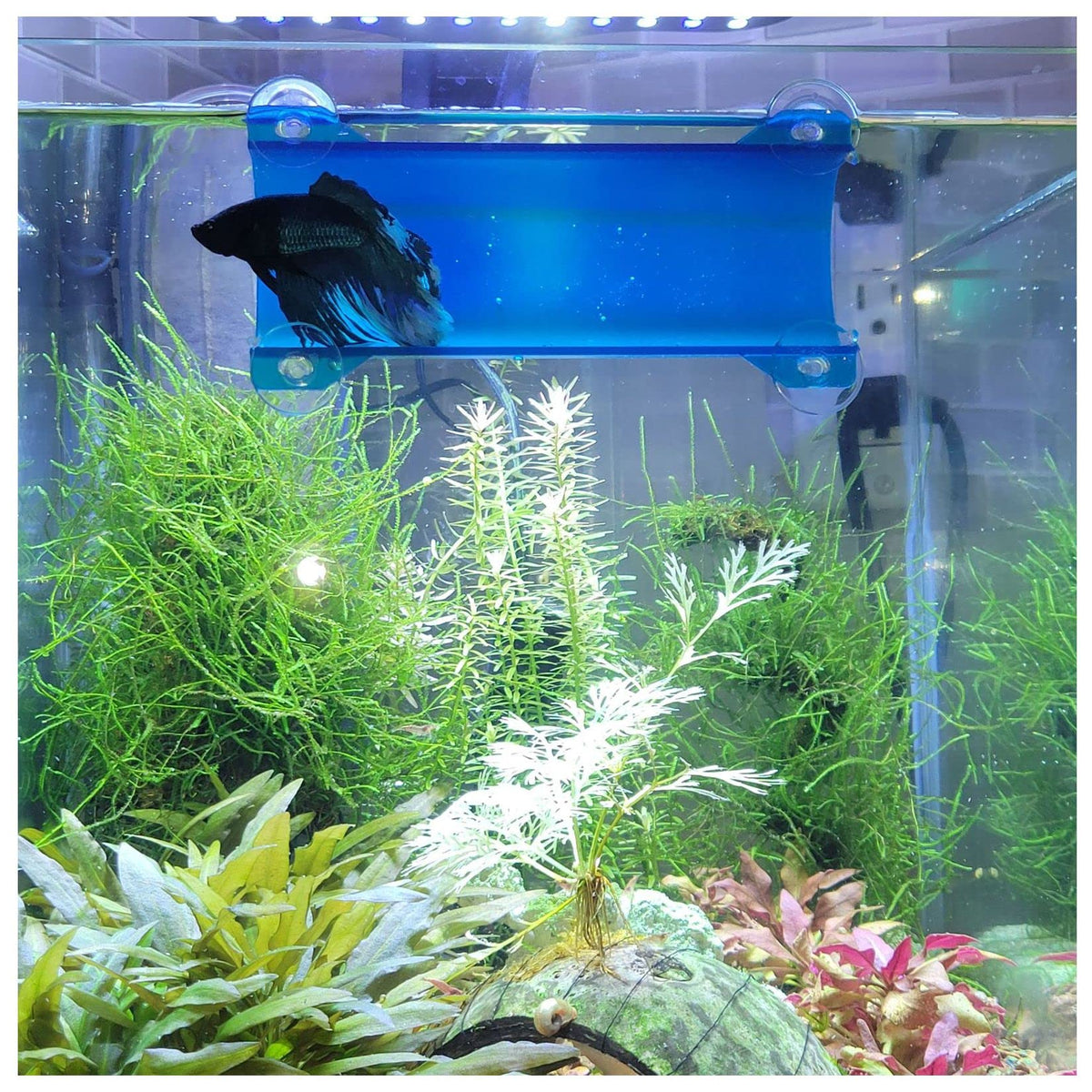 Seeshelter Brand Betta Tunnel (Translucent Lagoon Blue) – Petocart