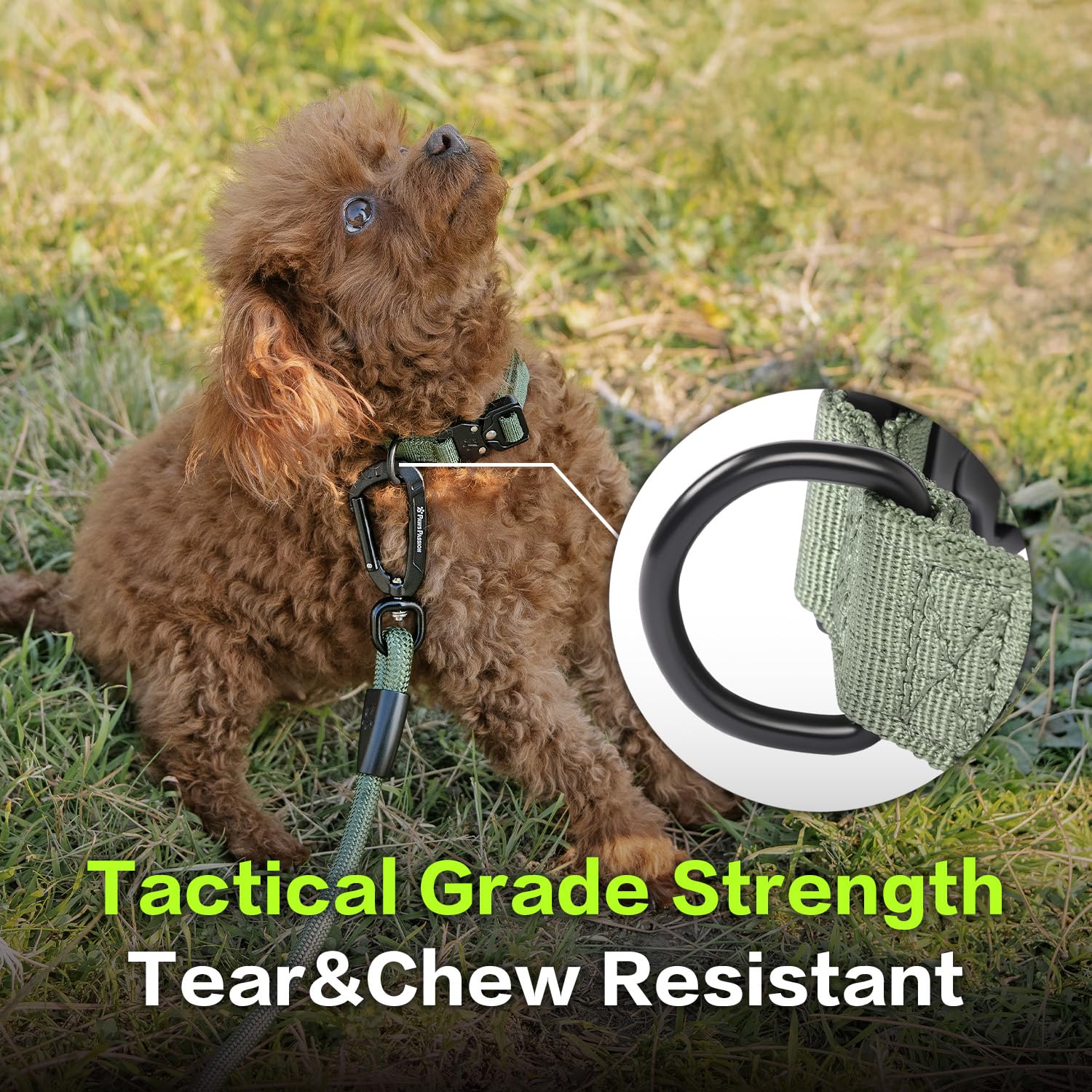 Pawspassion Heavy Duty Dog Collar For Medium Dogs, Chew Proof Metal Hardware, Reinforced Nylon Dog Collar With Metal Quick-Relea