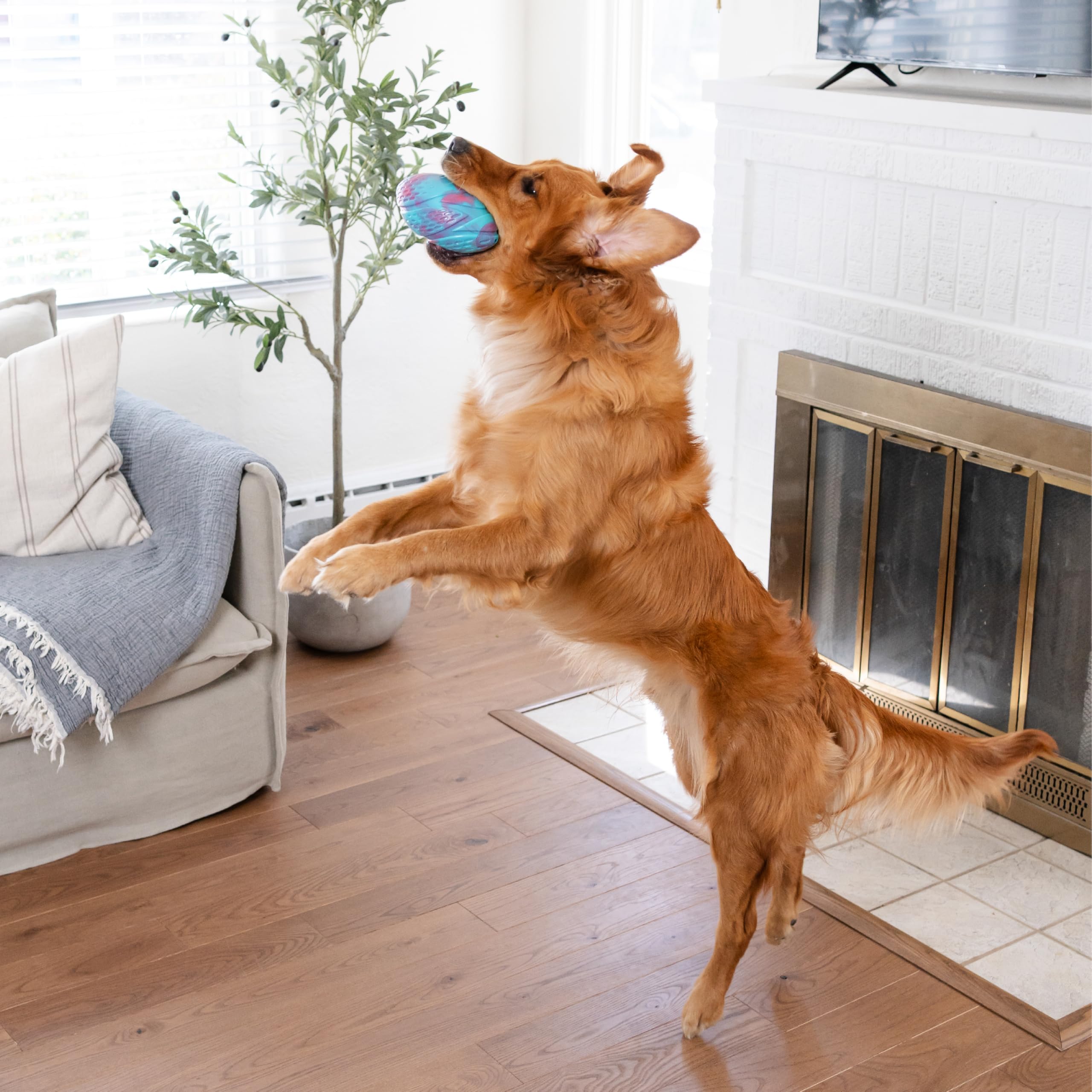 Outward Hound Grunt N Punt Football Dog Toy - Throwing, Fetching Fun