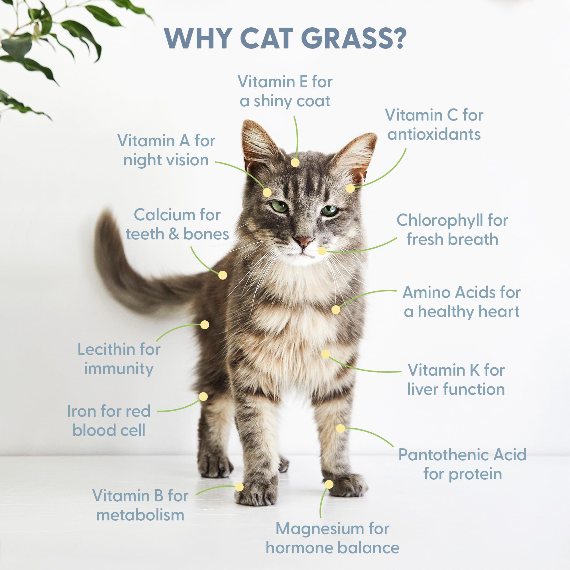 The Cat Ladies Organic Cat Grass for Indoor Cats - Growing Kit with Organic Seed Mix, Soil and White Cat Planter. Natural Hairba