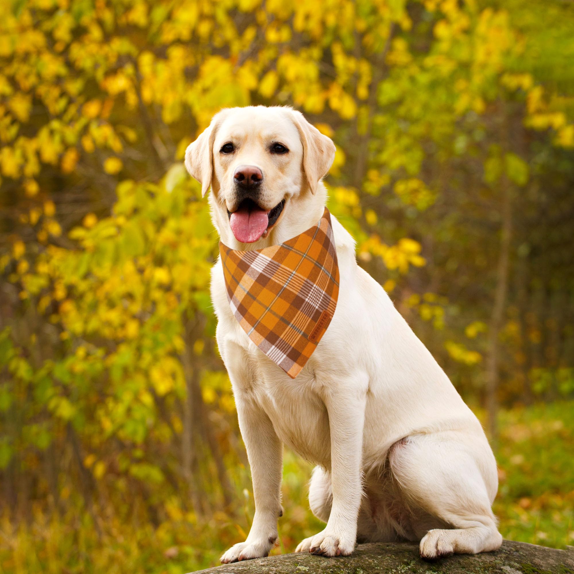 Adoggygo Fall Dog Bandanas 2 Pack, Halloween Thanksgiving Dog Bandana, Orange Plaid Dog Scarf, Multiple Sizes Offered, Holiday Fall Bandana For Large And X-Large Dogs (X-Large, Fall)