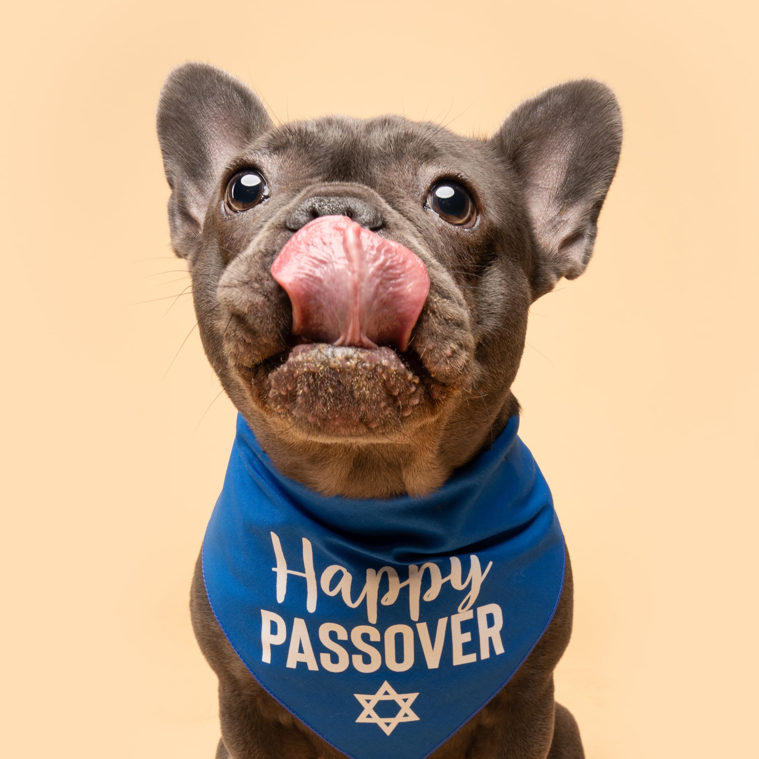 Happy Passover Jewish Star Dog Bandana | 100% Cotton Adjustable Triangle | Made In Usa | Jewish Holiday | Funny | Pesach | Hot P