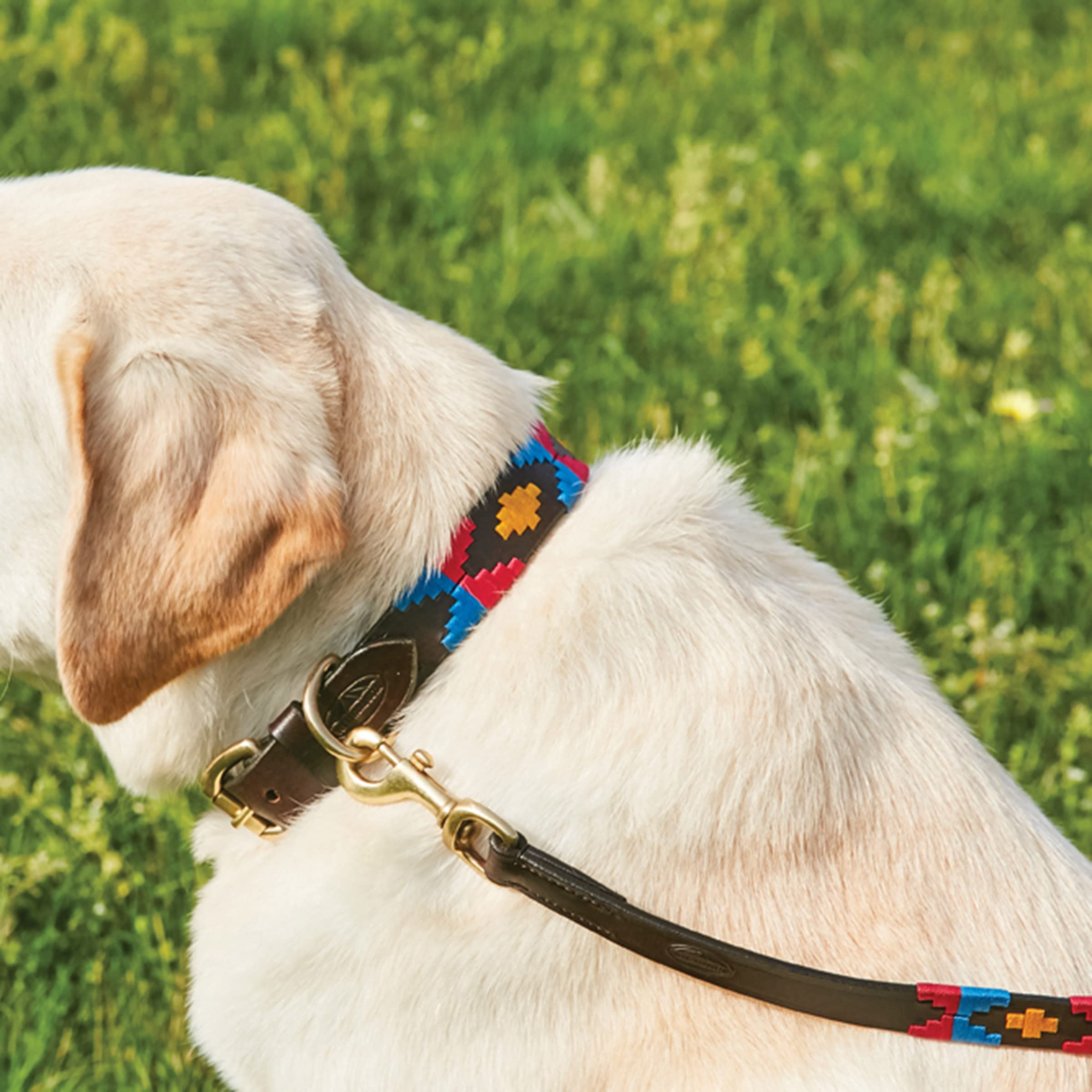 Weatherbeeta Polo Leather Dog Collar, Beaufort Brown/Pink/Blue, Xxlarge