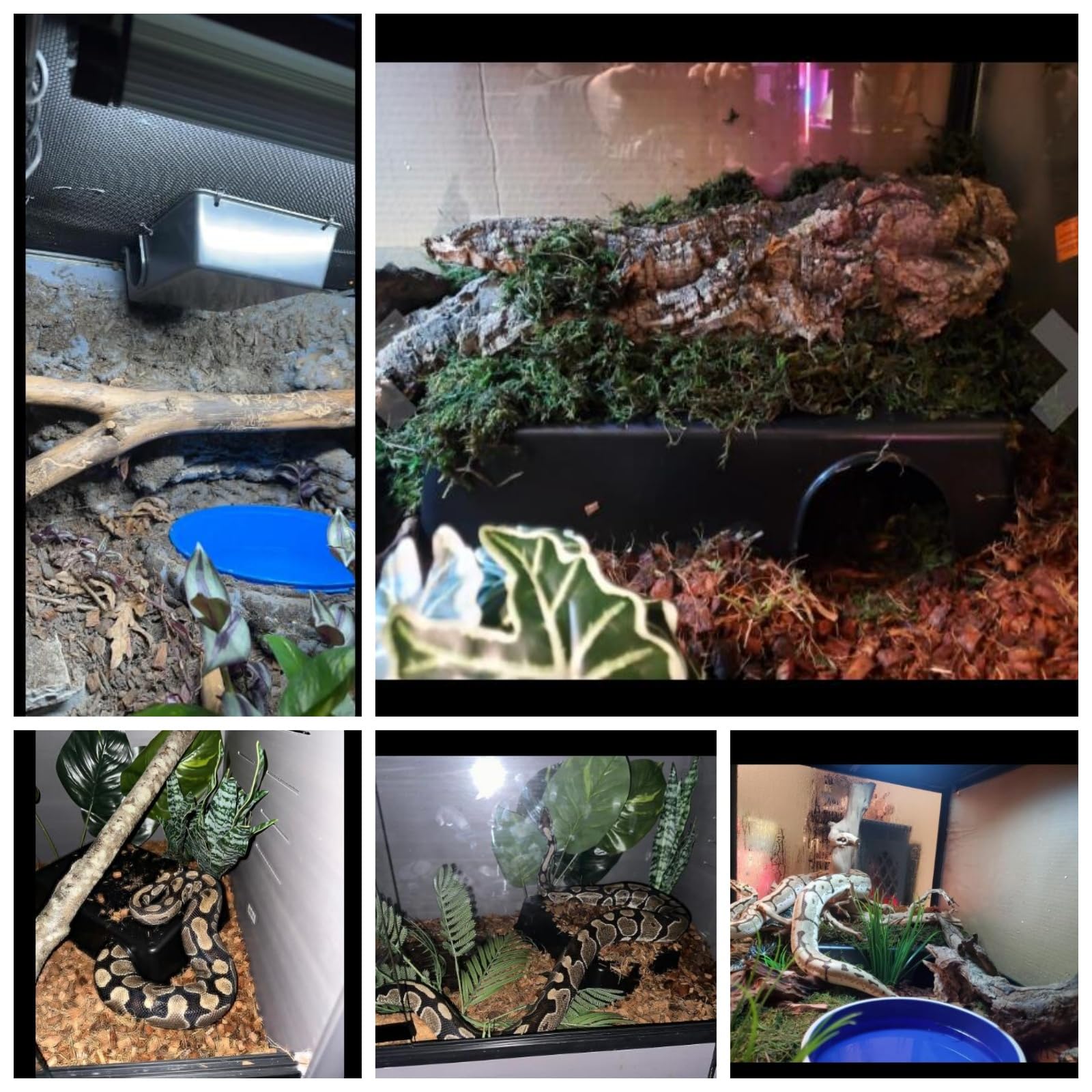 Sdzgqpet Amypet Reptile Hide Snake Hideout For Different Reptiles Snakes Ball Pythons Use Durable Material Easy To Clean 13.25''