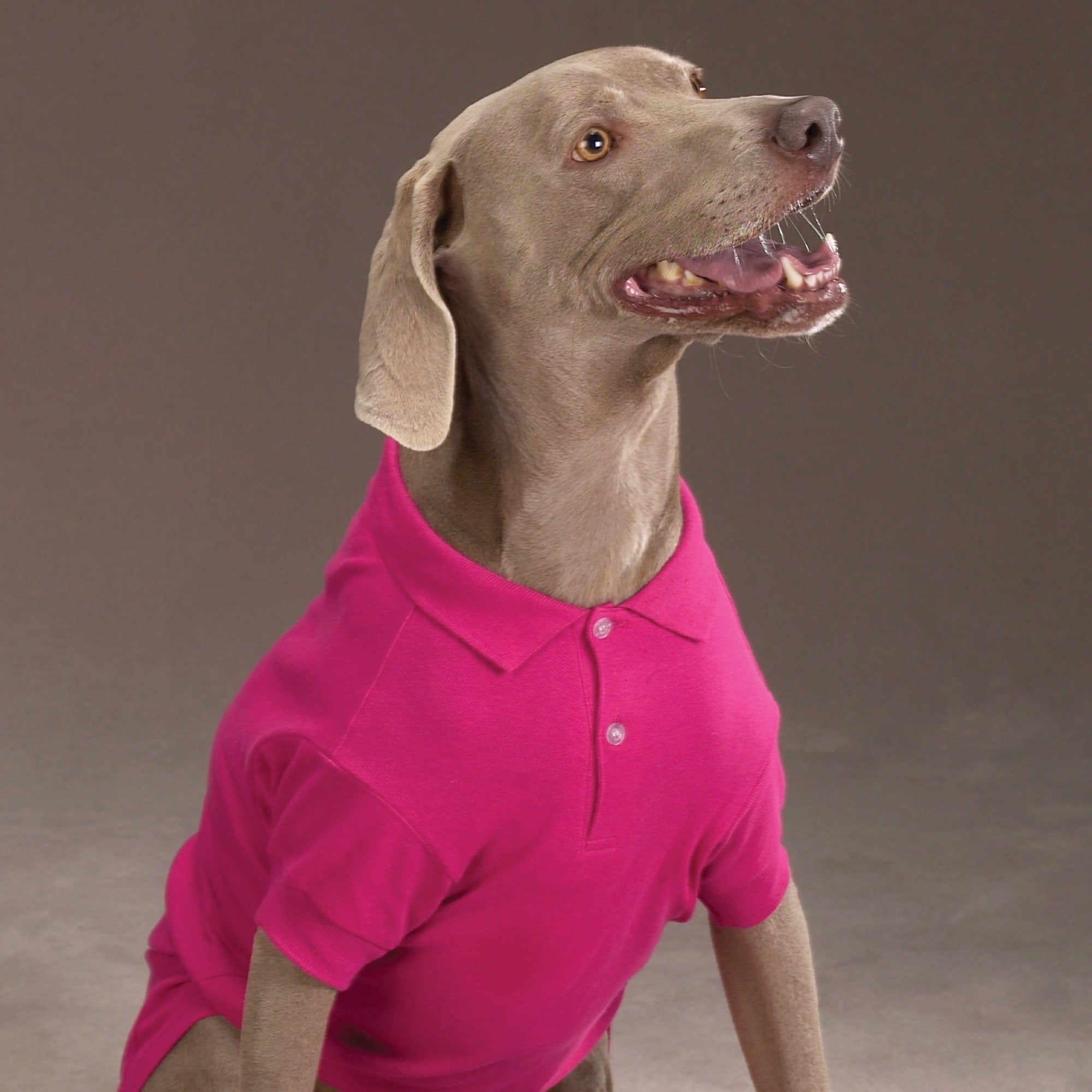 Zack & Zoey Cotton Polo Shirt For Dogs, 20' Large, Raspberry Sorbet
