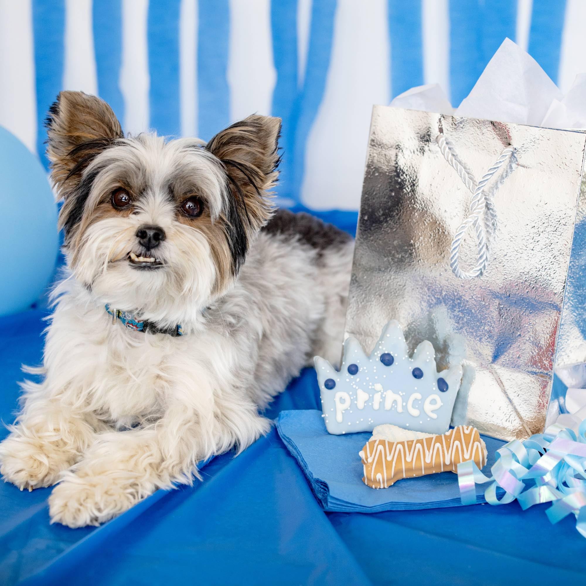 Wufers Dog Birthday Cookie Box - Dog Cookies, Human Grade Ingredients, Cute Hand Decorated and Gentle for Tummies of All Breed S
