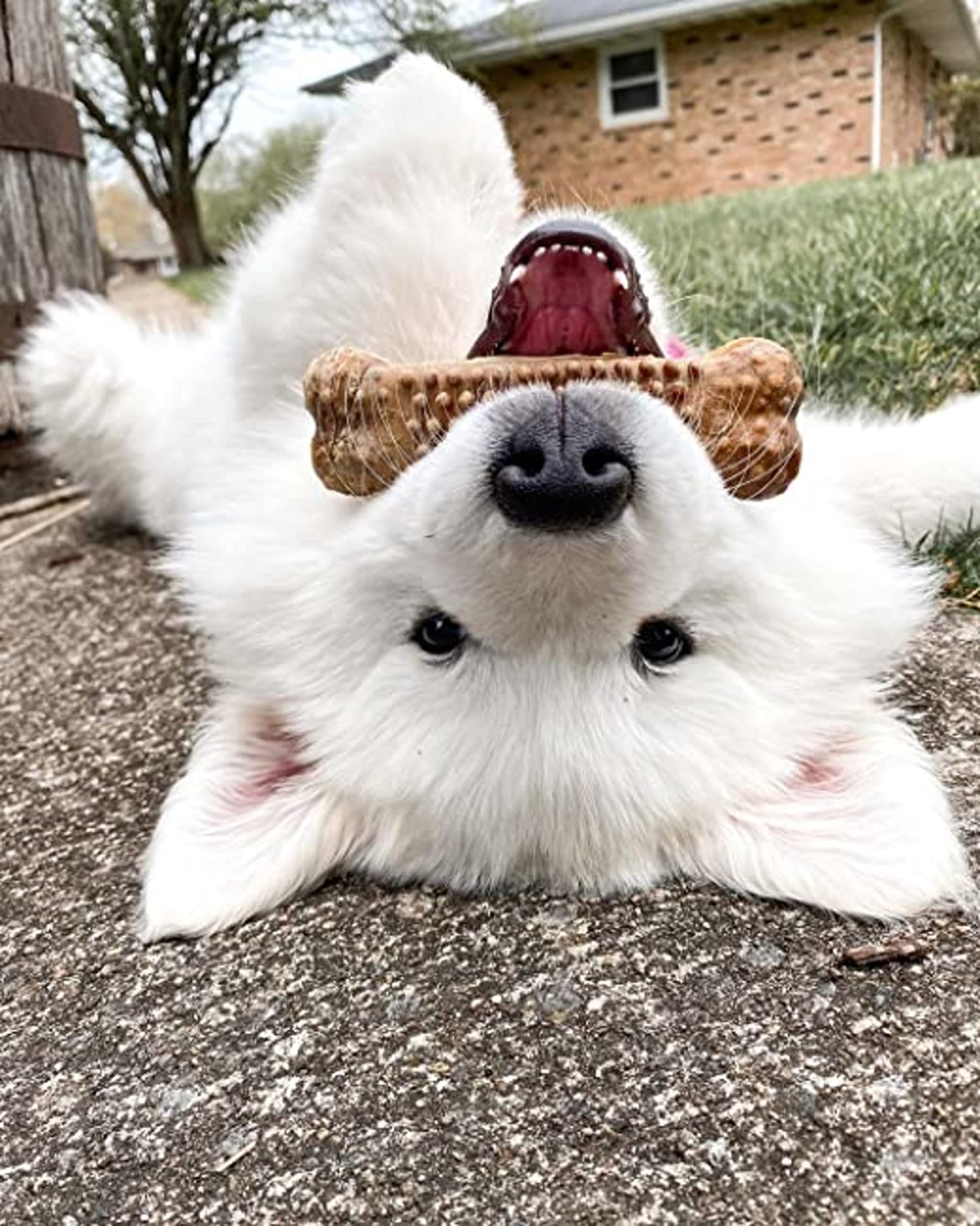 Nylabone Nubz Natural Edible Chew Treats for Dogs, Long Lasting Chews Made in USA, Chicken Flavor, Large - Up to 50 lbs. (8 Coun
