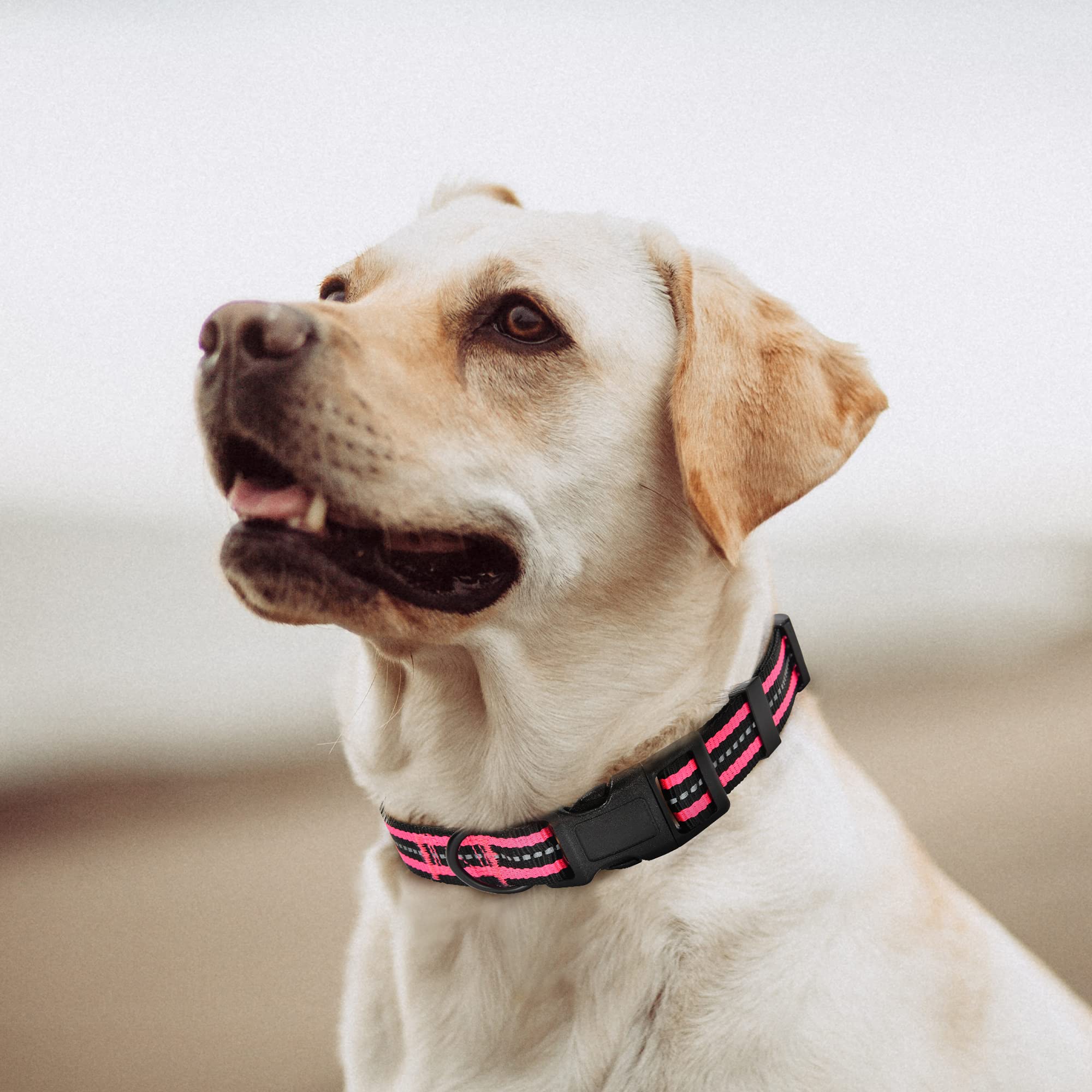 Mile High Life Reflective Dog Collar | Nylon Pet Collars Wiith Buckle | Light Weight Puppy Collars | Pink Dog Collars For Large