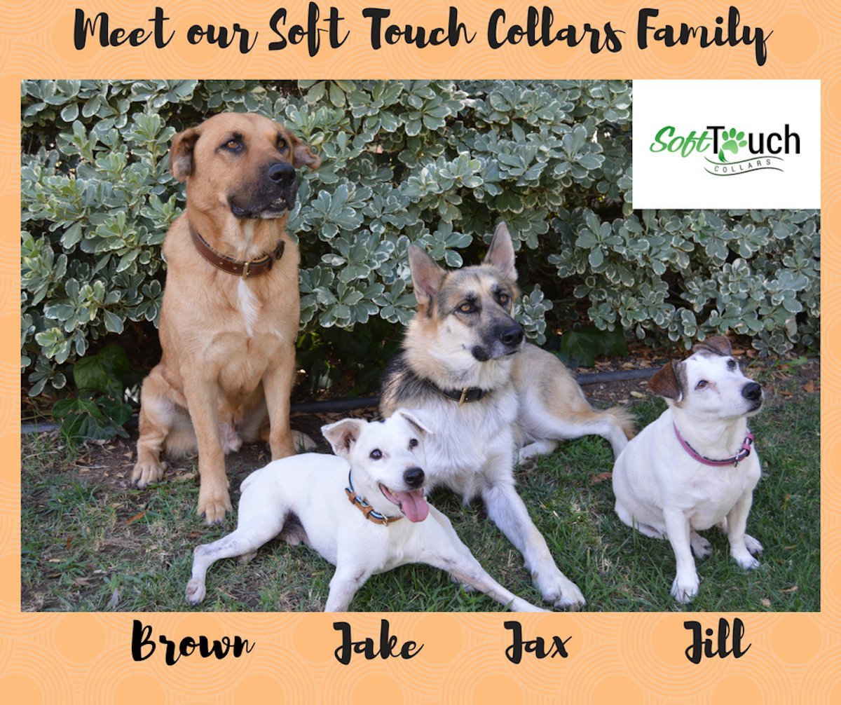 Soft Touch Collars Padded Leather Dog Collar, Size Medium, Tan And Coral, 20'' Long By 1 Inch Wide, Neck Size 14.5'' To 17.5'' I