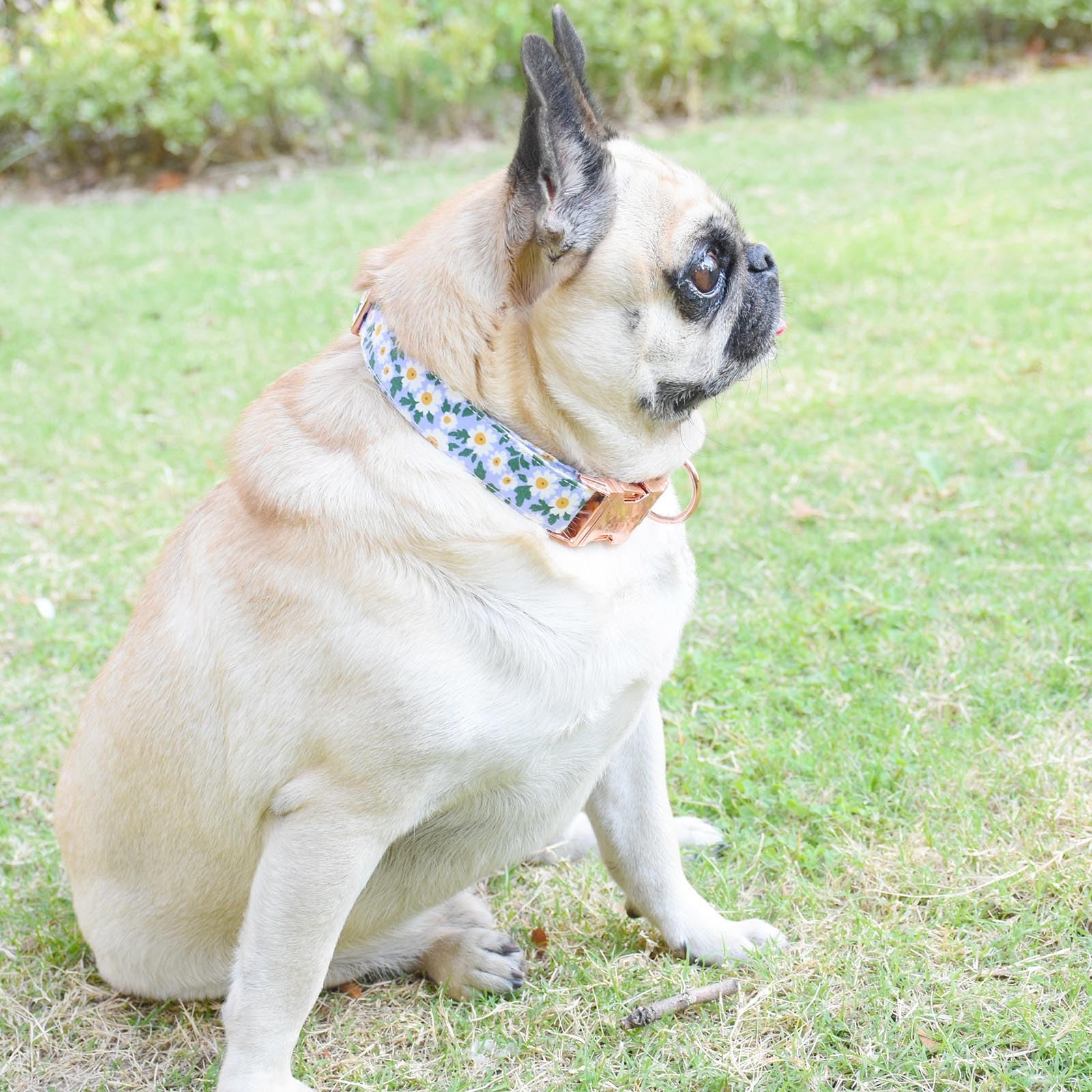 Metal Buckle Dog Collar, Durable Adjustable Dog Collar Soft For Small Medium Large Dogs (002-Purple Flower, S(10-14In)