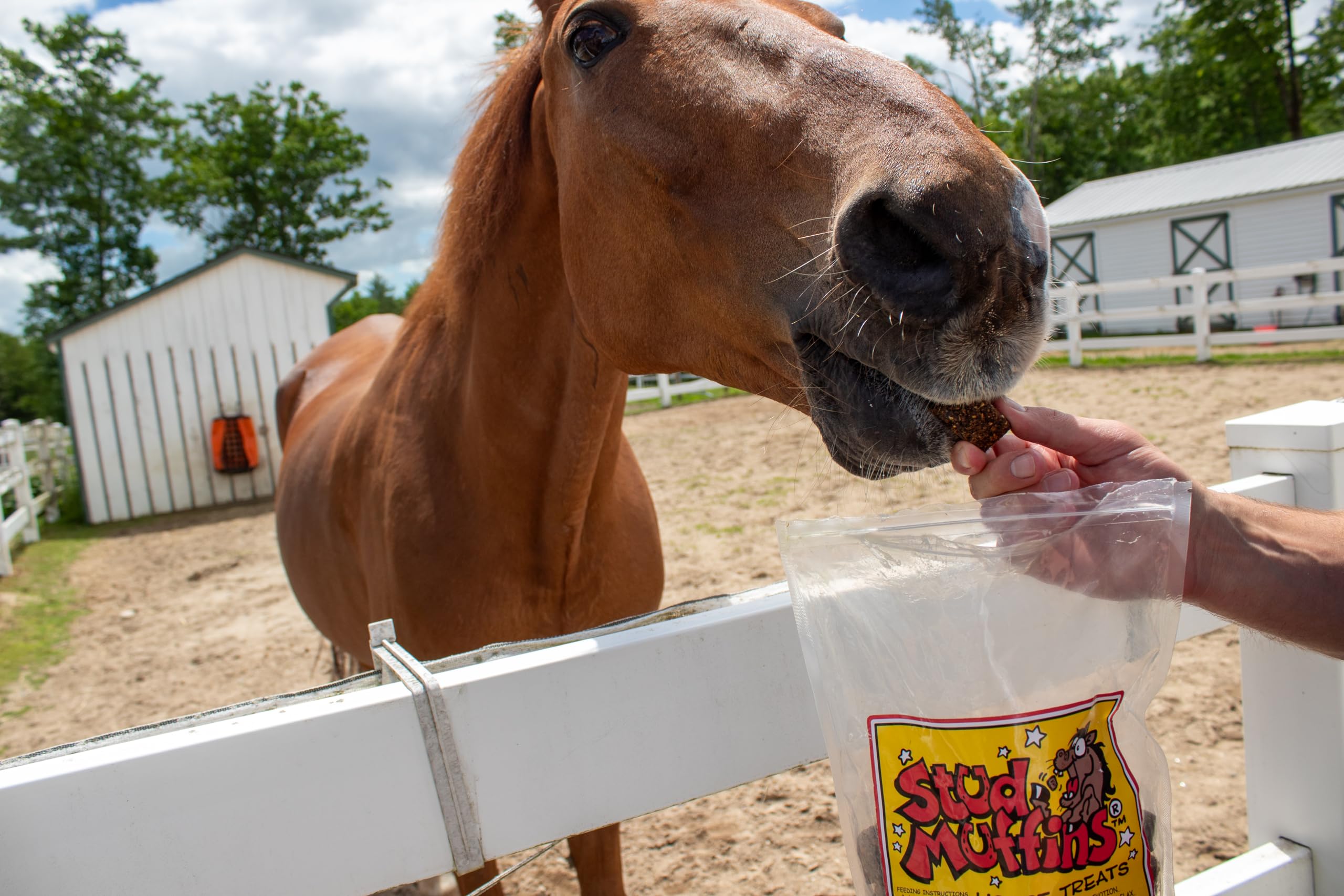 Stud Muffins 5.8lb Horse Treats Bag/Stud Muffins are Great Training Treats and Horse Pill Pockets/Our Treats for Horses are All