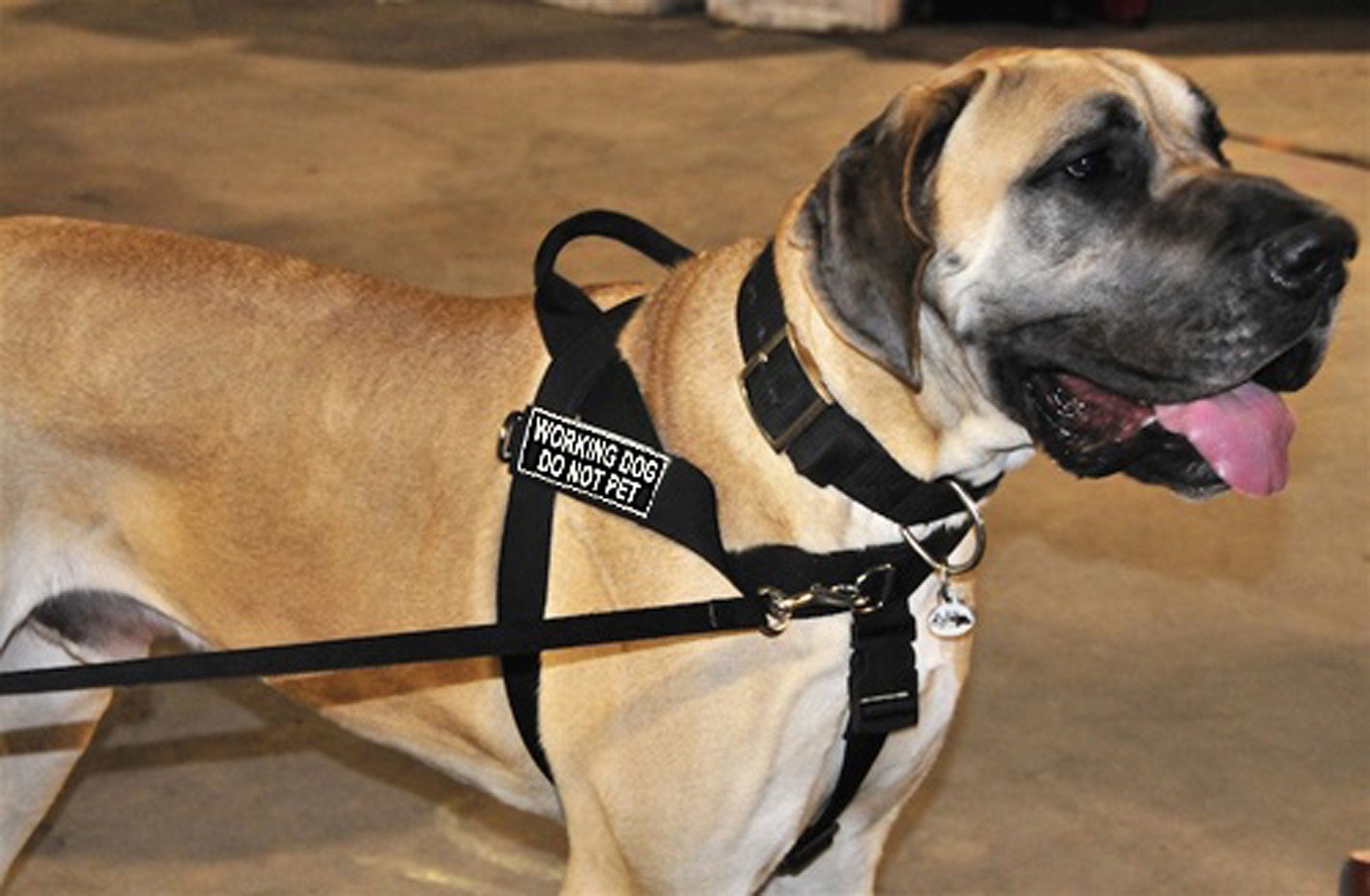 DT Universal No Pull Dog Harness, Working Dog Do Not Pet, Black, Small, Fits Girth Size: 24-Inch to 27-Inch