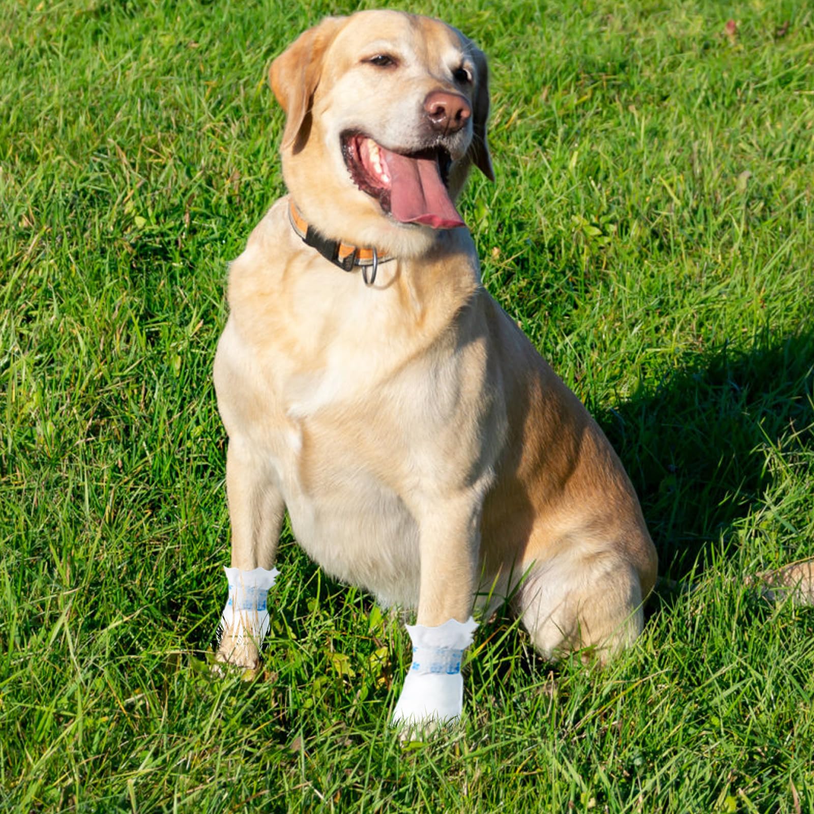 Ziyue 40Pcs Disposable Dog Booties For Paw Protection Dog Feet Covers Pet Shoes For Dogs Paw Wound Recovery Protectors With 2 Ro