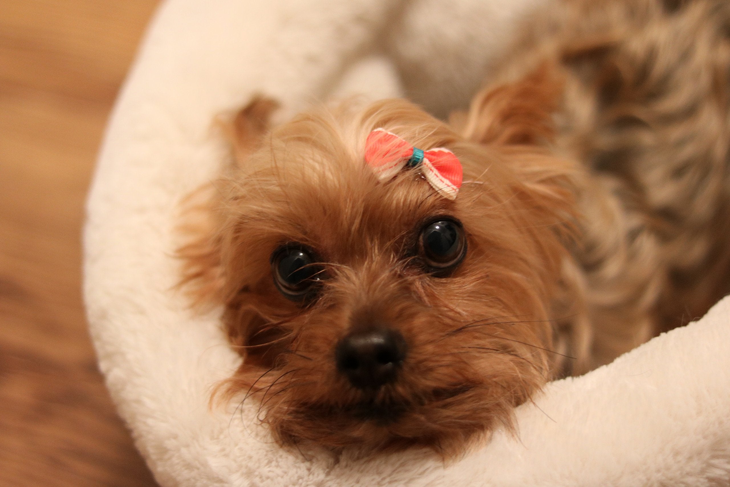 Girlie Glue Tube And 8 Vintage Bows For Babies And Pets