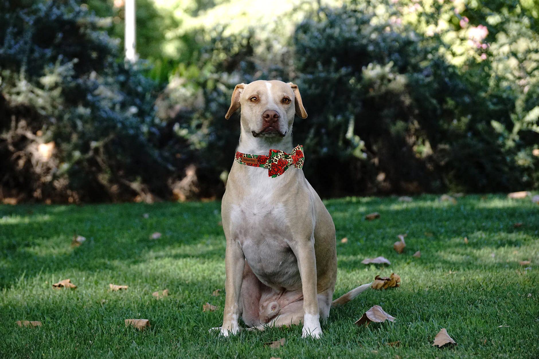 Lionheart Glory Premium Dog Collars, Bowtie Dog Collar, Adjustable Heavy Duty Dog Collar With Bow For Medium Dogs