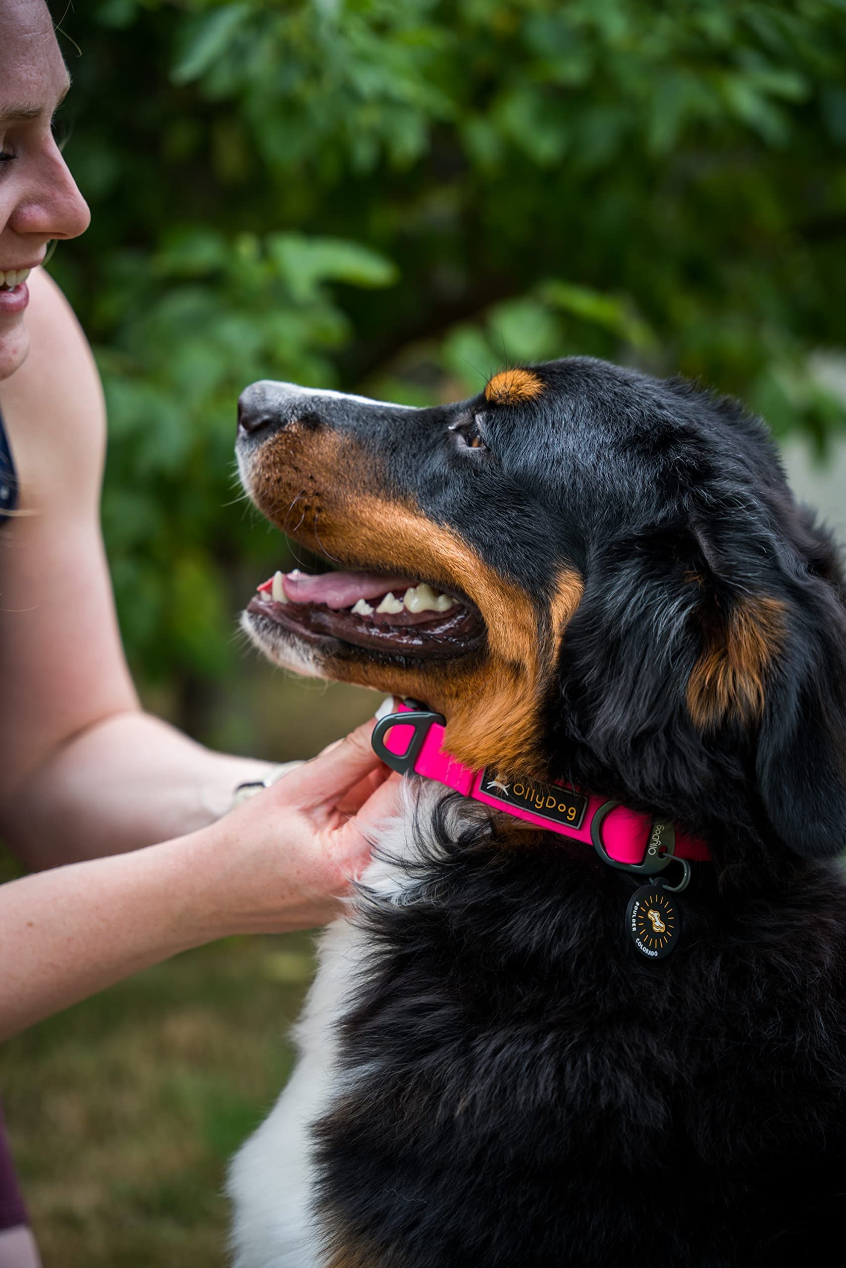 Ollydog Tilden Collar, Waterproof Dog Collar With Quick Release Buckle, Coated Stink-Proof Webbing, Lightweight Collar For Large, Medium And Small Dogs (Medium, Pink)