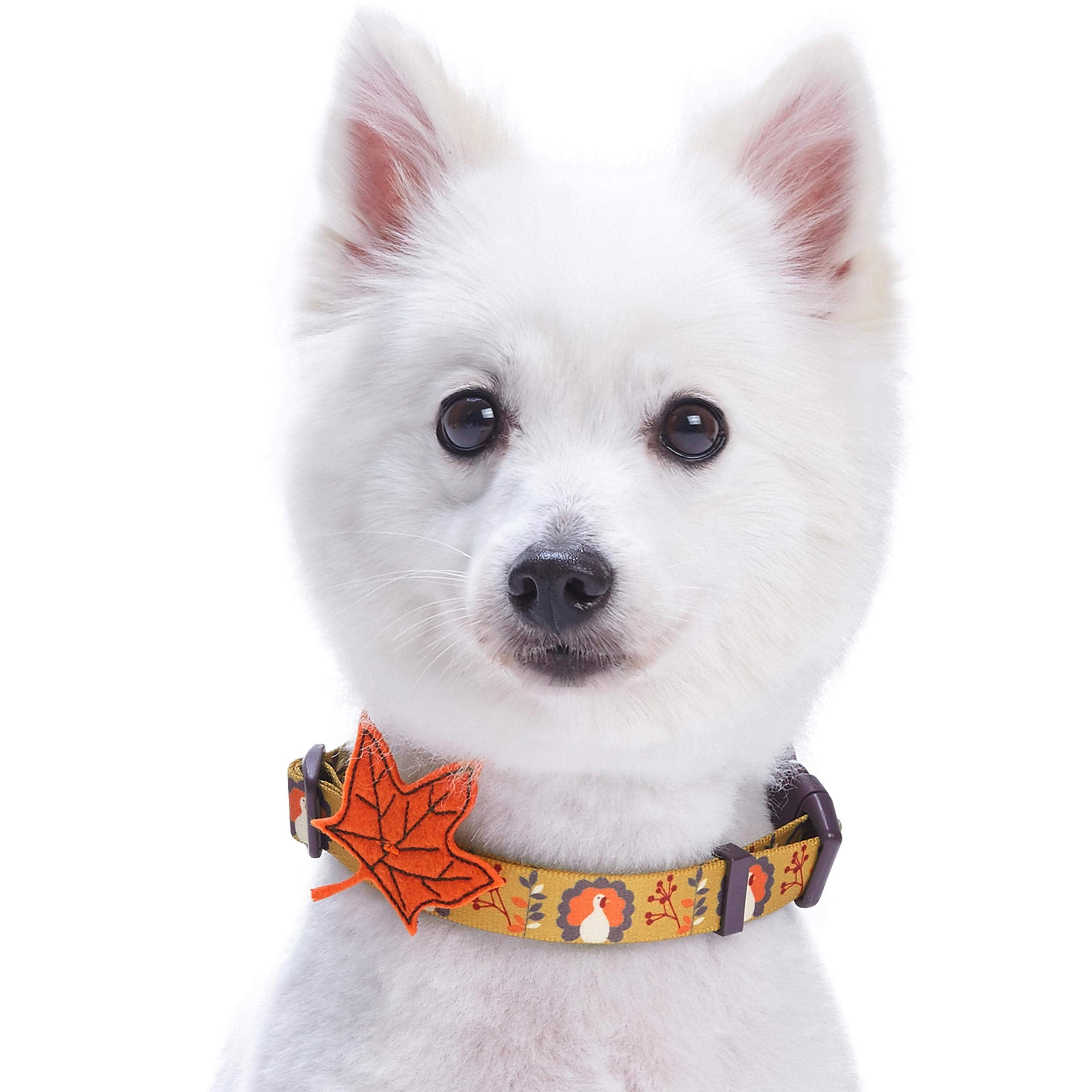 Blueberry Pet 8 Patterns Thanksgiving Fall Festival Moonlit Turkey Designer Adjustable Dog Collar with Maple, Small, Neck 12''-1