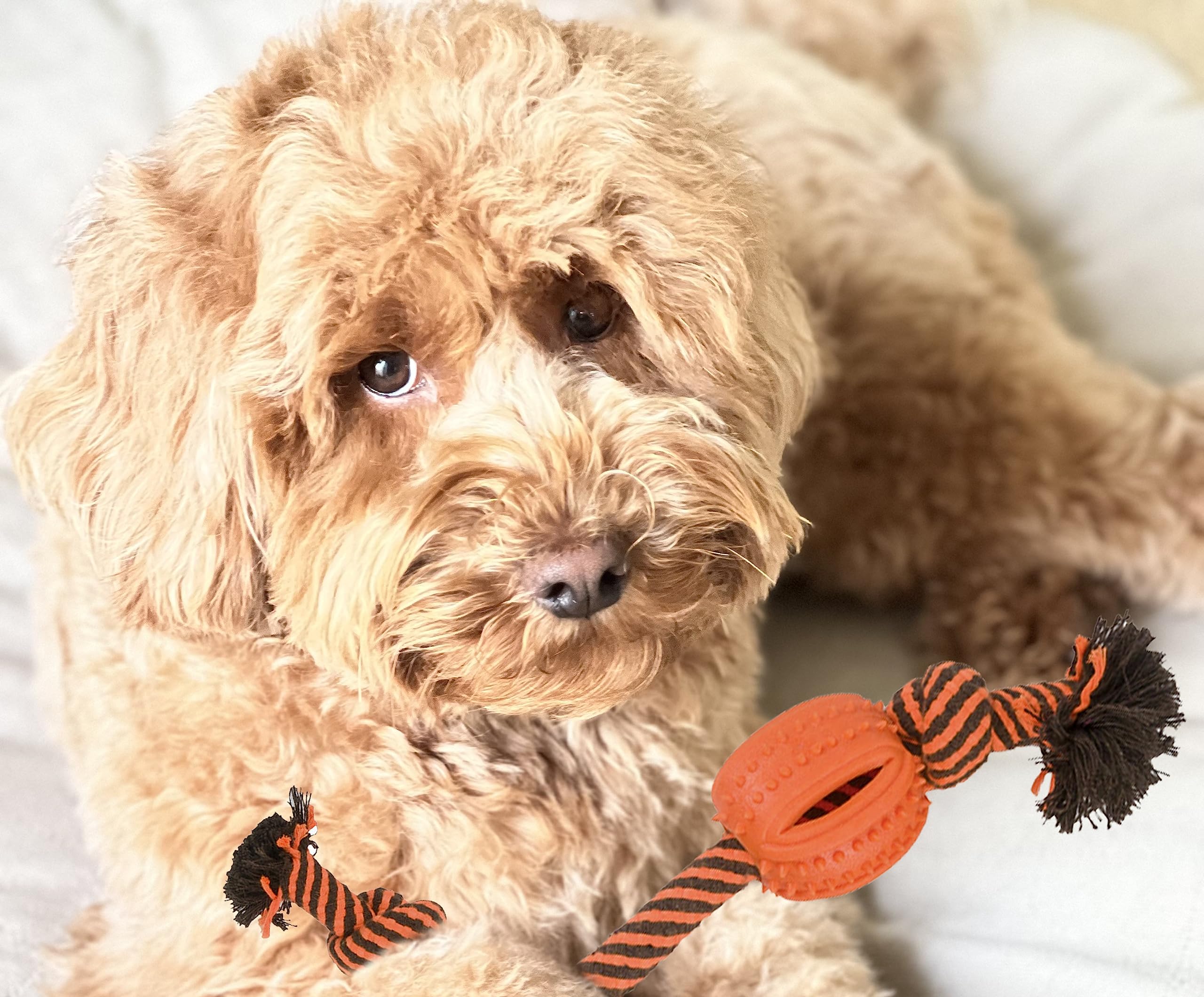 Allum Interactive Dog Toy Bundle – Durable Dog Chew Toys For Puppies, Medium & Large Breeds, Tug Of War Dog Toys, Teething Toys For Puppies – Enrichment Dog Toys For Aggressive Chewers